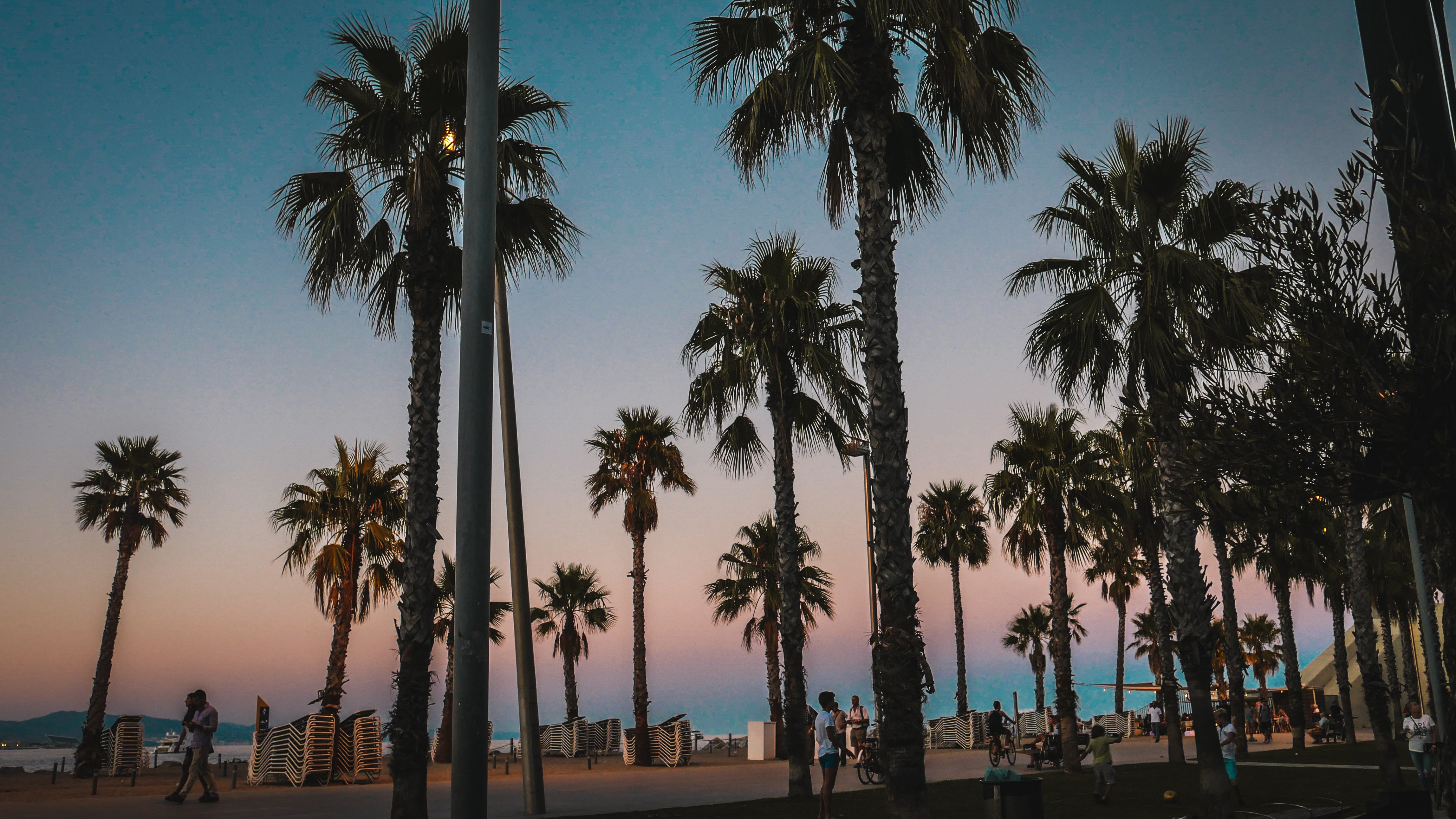 Barcelona Sunset Palm Trees Dusk 4592x2584