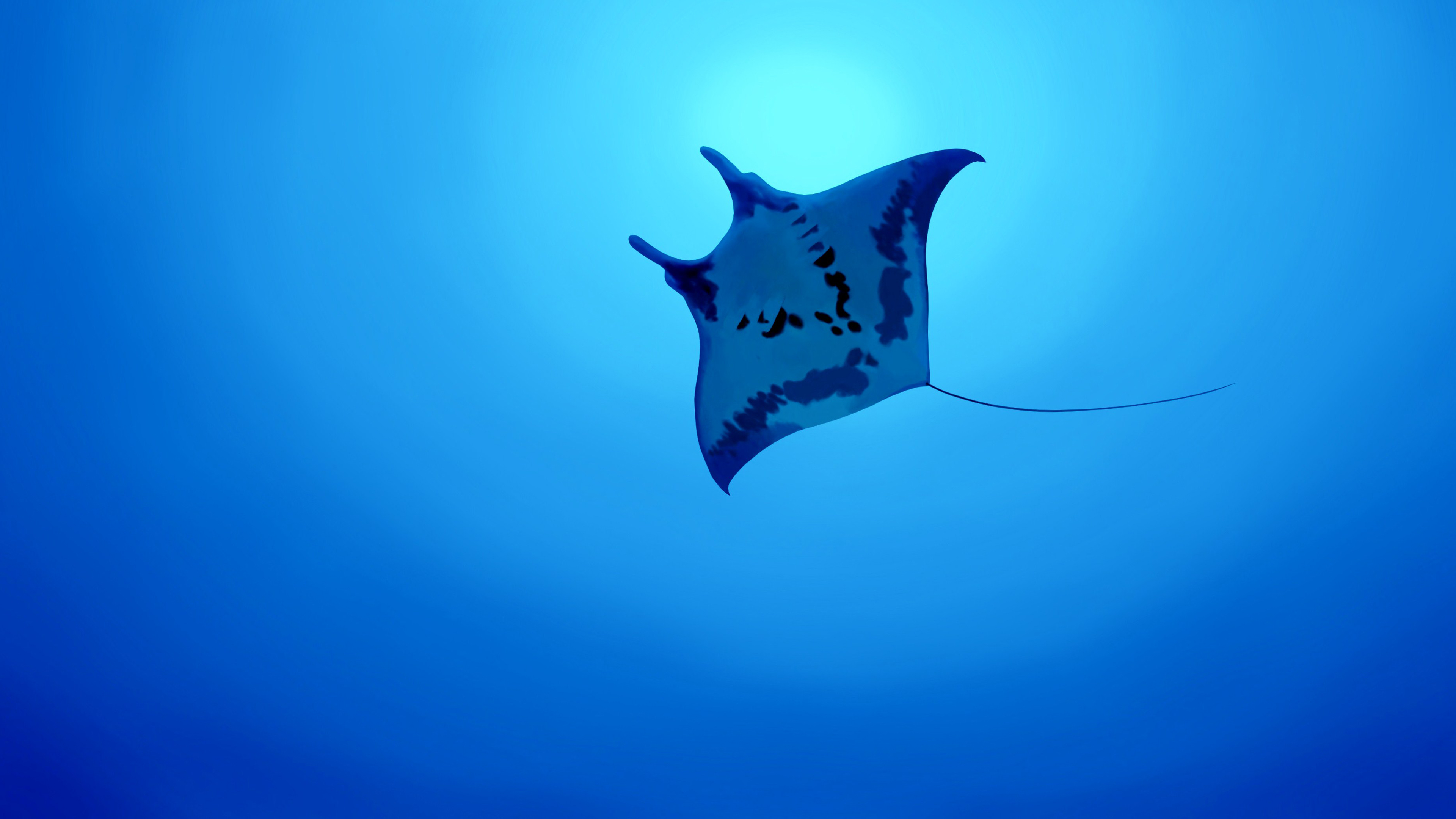 Animals Fish Underwater Stingray Mammals 3840x2160