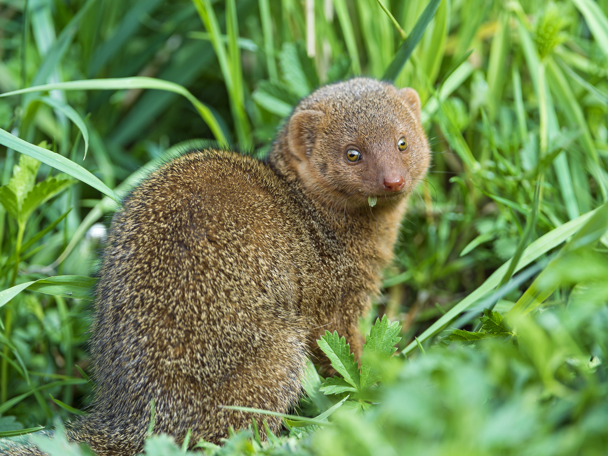 Animal Mongoose 2048x1536