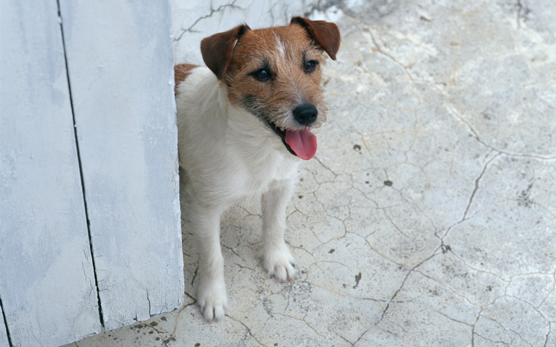 Animal Jack Russell Terrier 1920x1200