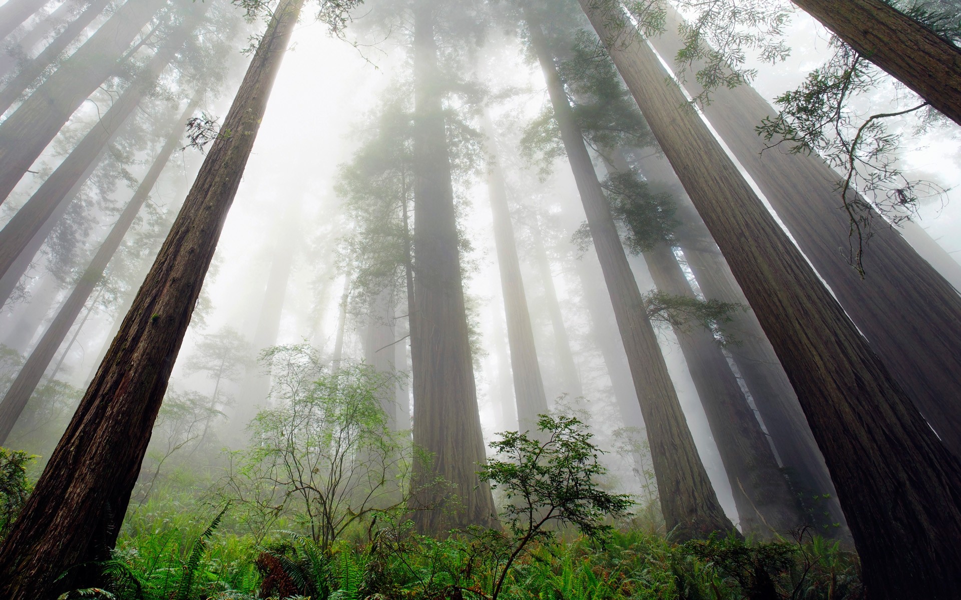 Nature Landscape Redwood Trees Mist Ferns Shrubs Forest Perspective California 1920x1200