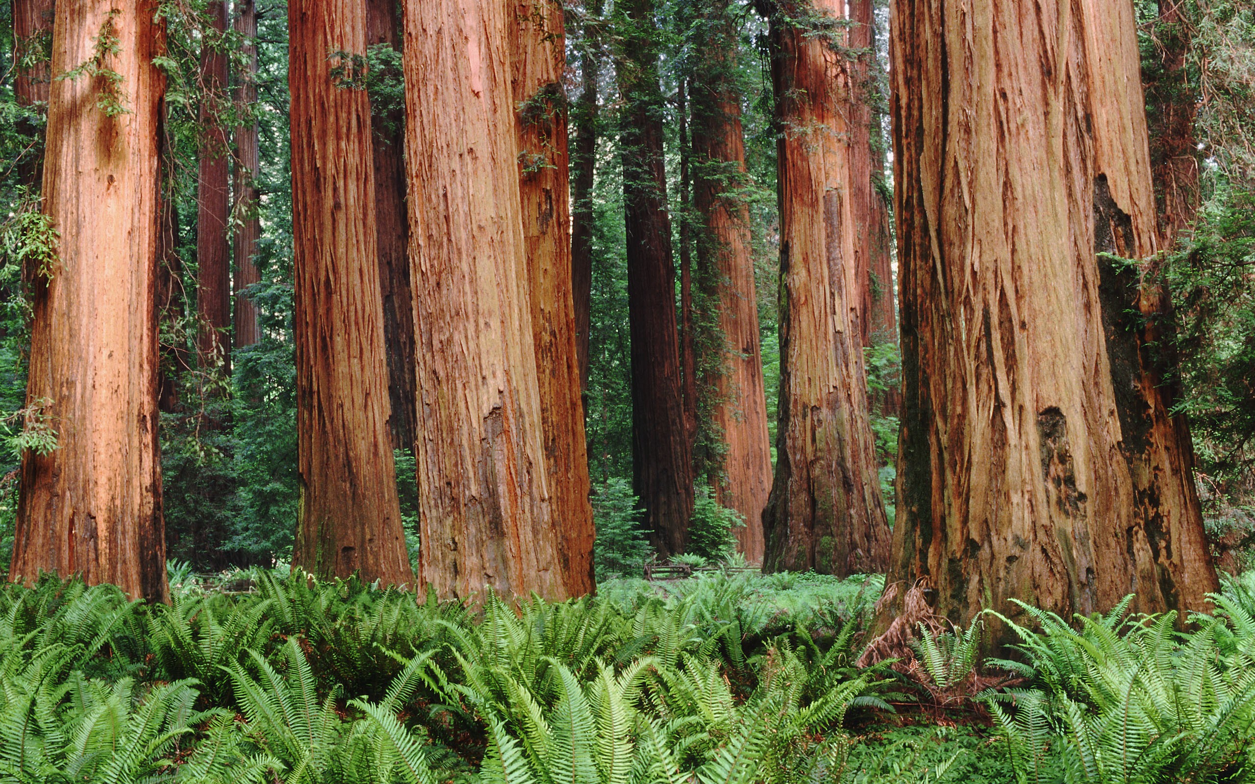 Nature Trees Forest Plants Ferns Leaves Redwood Sequoias 2560x1600
