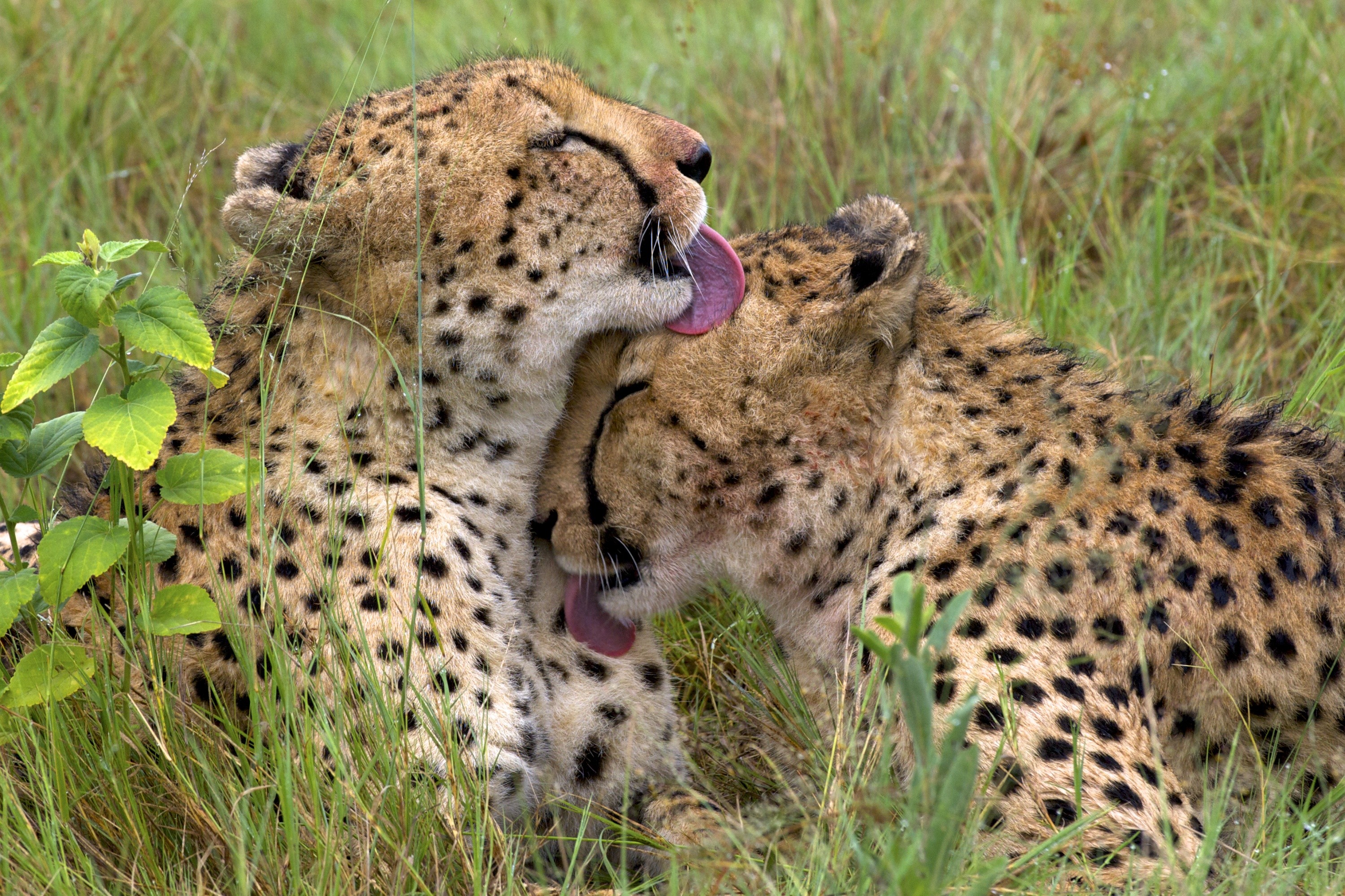 Animals Cheetahs Tongues 3000x2000
