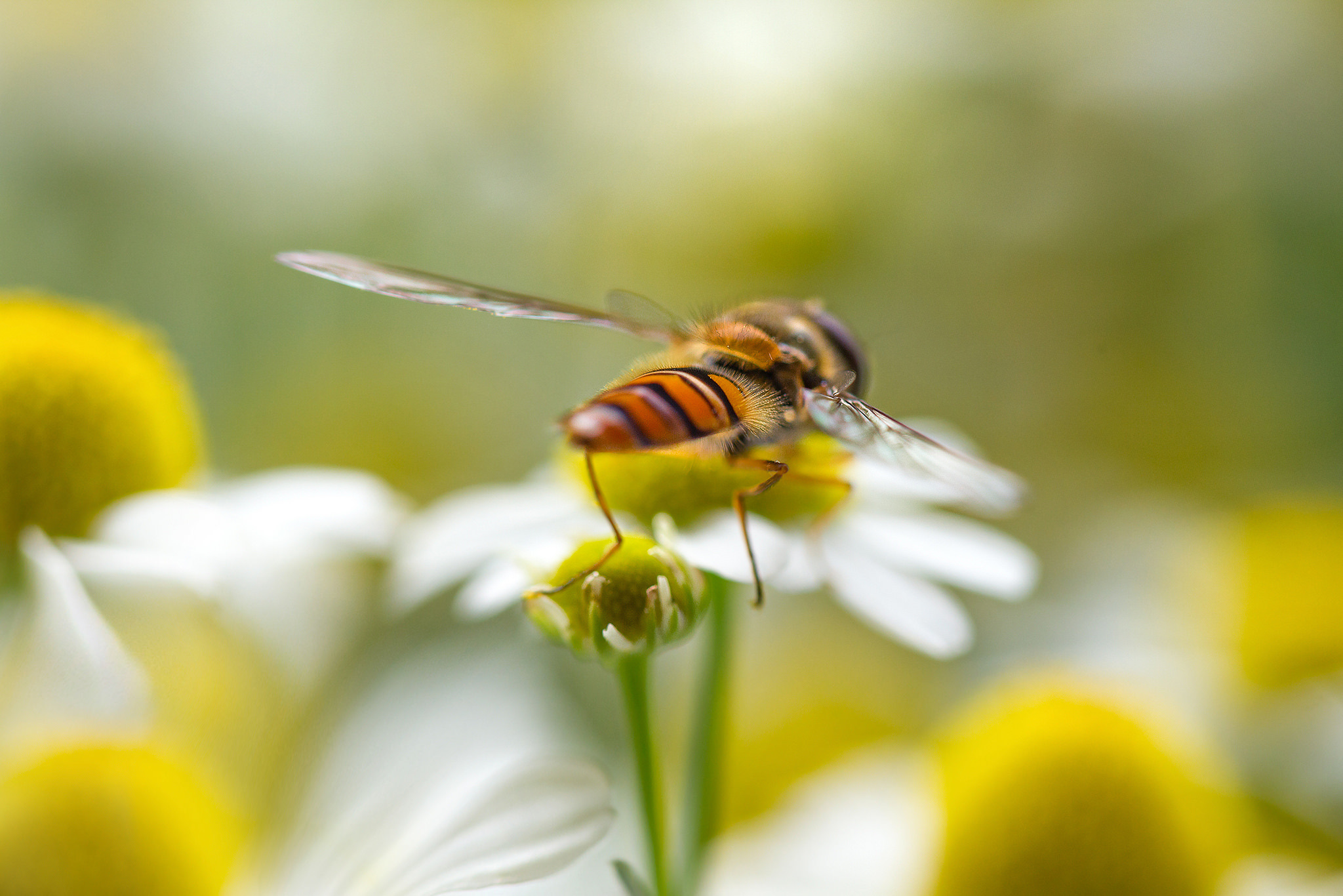 Insect Macro White Flower Hoverfly Camomile 2048x1366