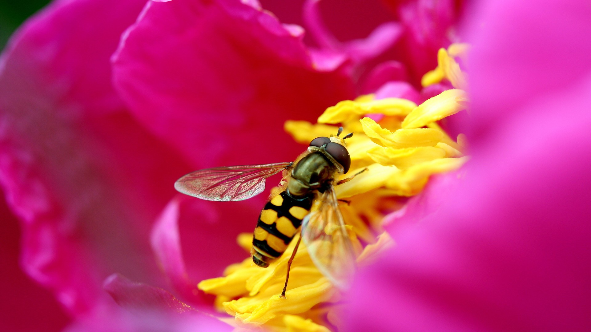 Nature Bees Flowers Macro Pink Yellow Red 1920x1080