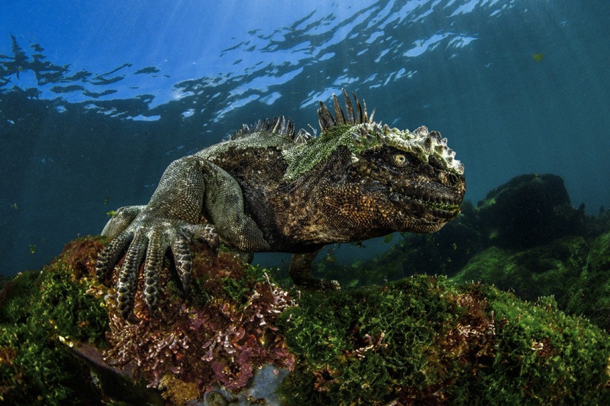 Nature Water Sea Underwater Coral Animals Amphibian Iguana Reptiles 1200x800