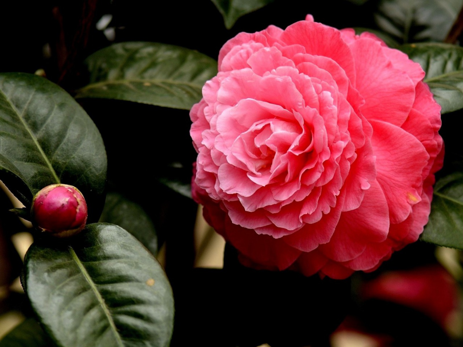 Pink Flower Flower Nature Camellia 1600x1200