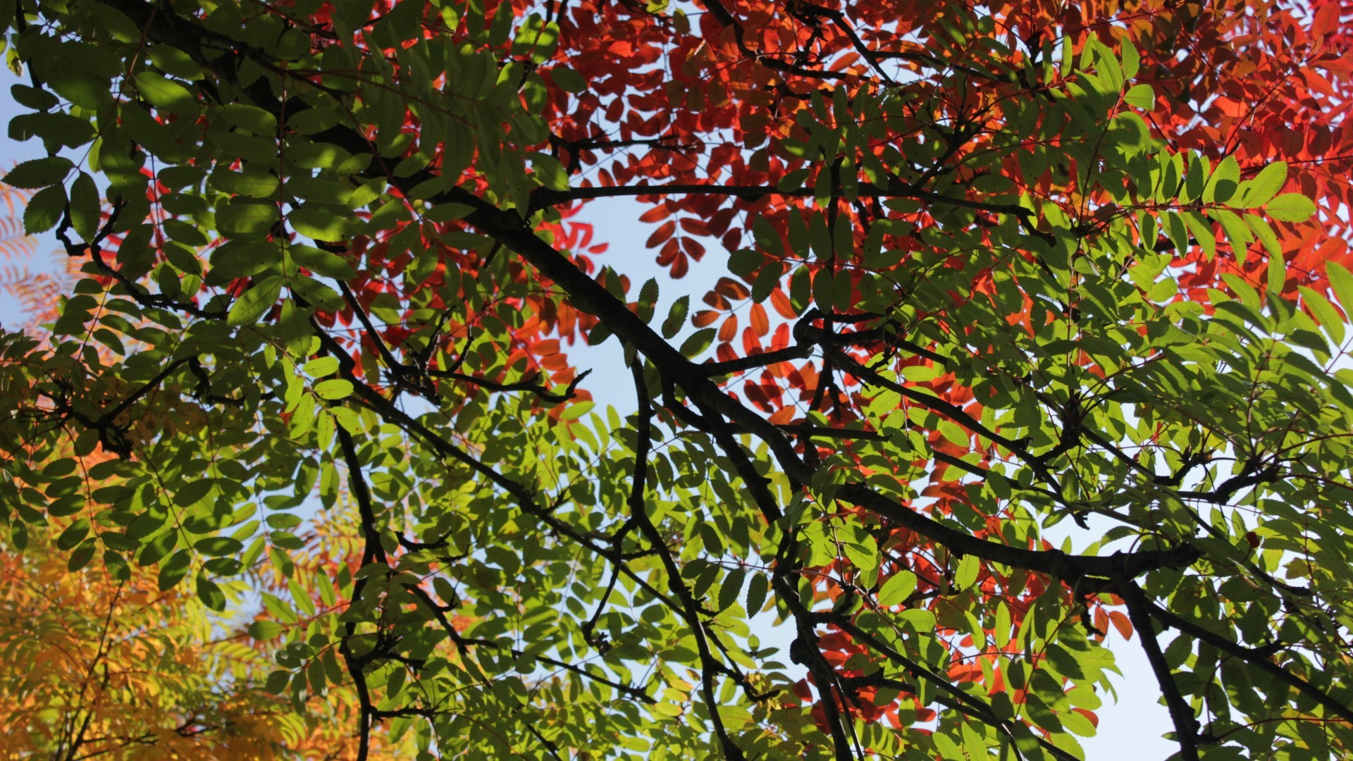 Trees Leaves Red Leaves Branch Fall Nature 1920x1080