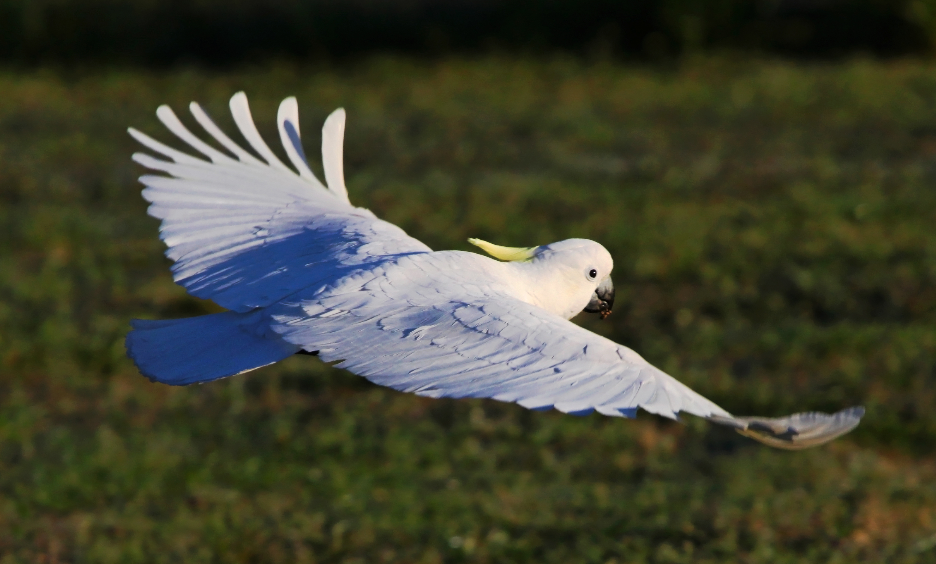 Bird Parrot Sulphur Crested Cockatoo Flight Wings 3119x1882