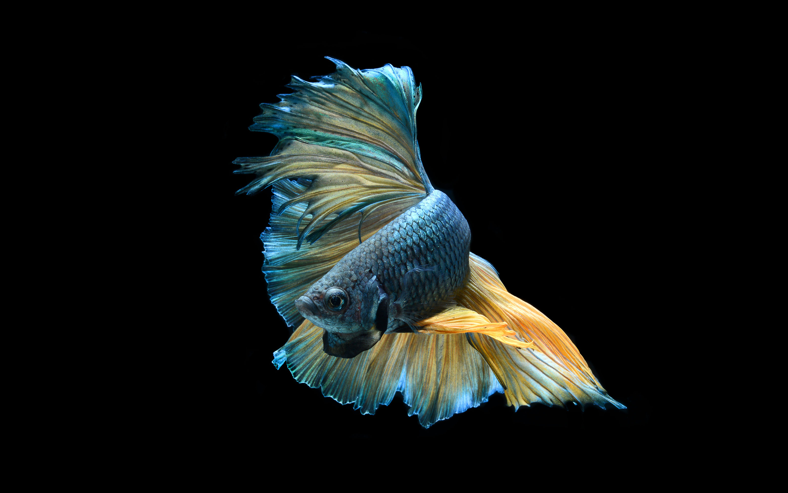 Fish Siamese Fighting Fish Blue 3200x2000