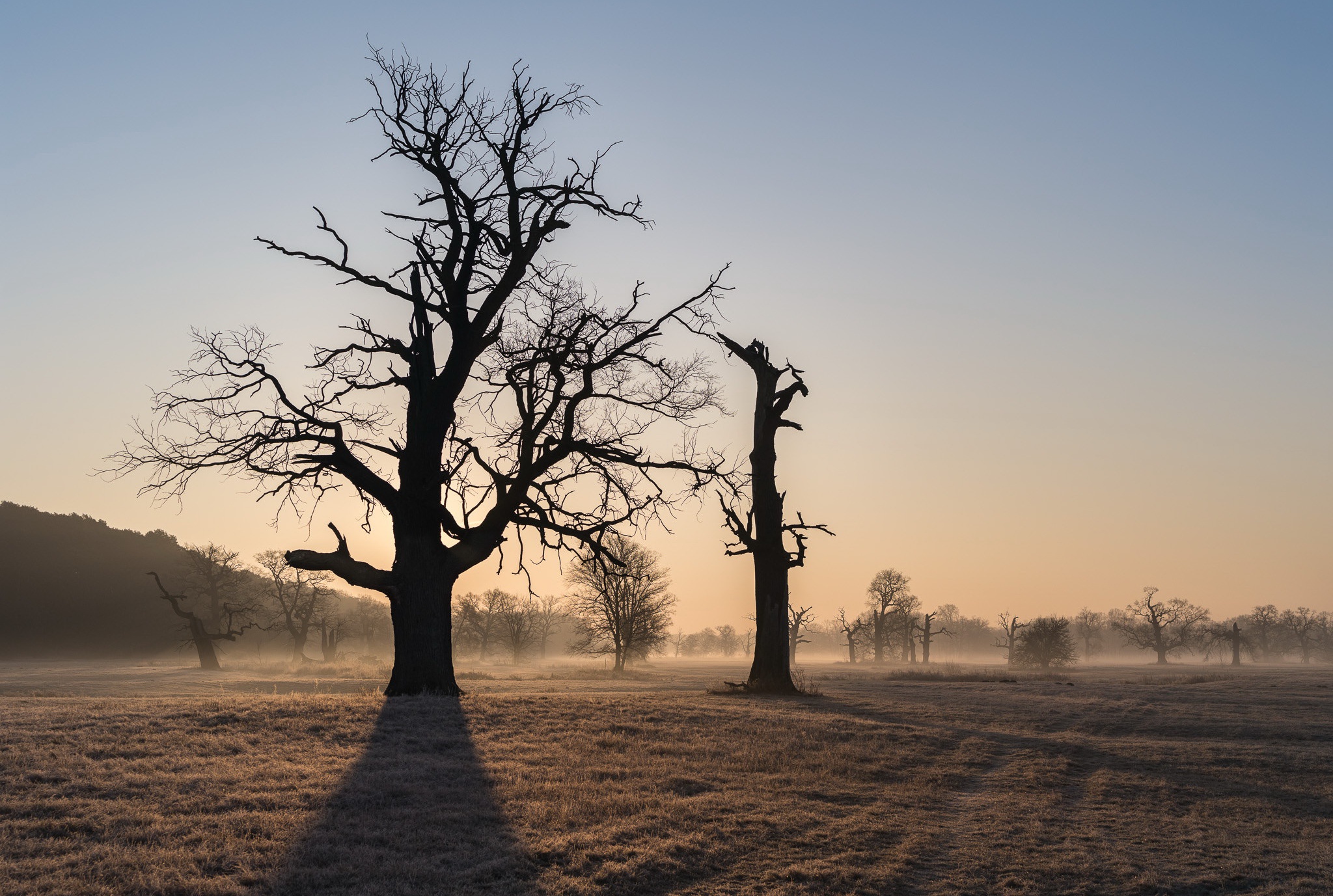Nature Trees Landscape Dead Trees Morning Mist Clear Sky 2048x1377
