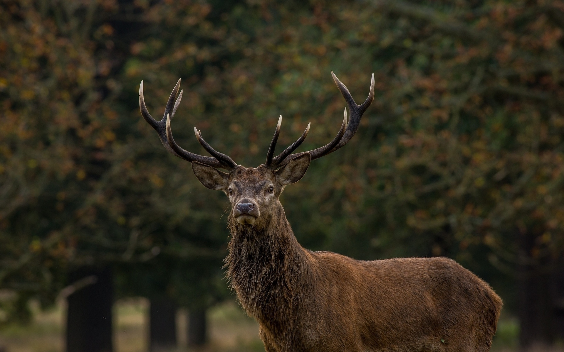 Animal Deer 1920x1200