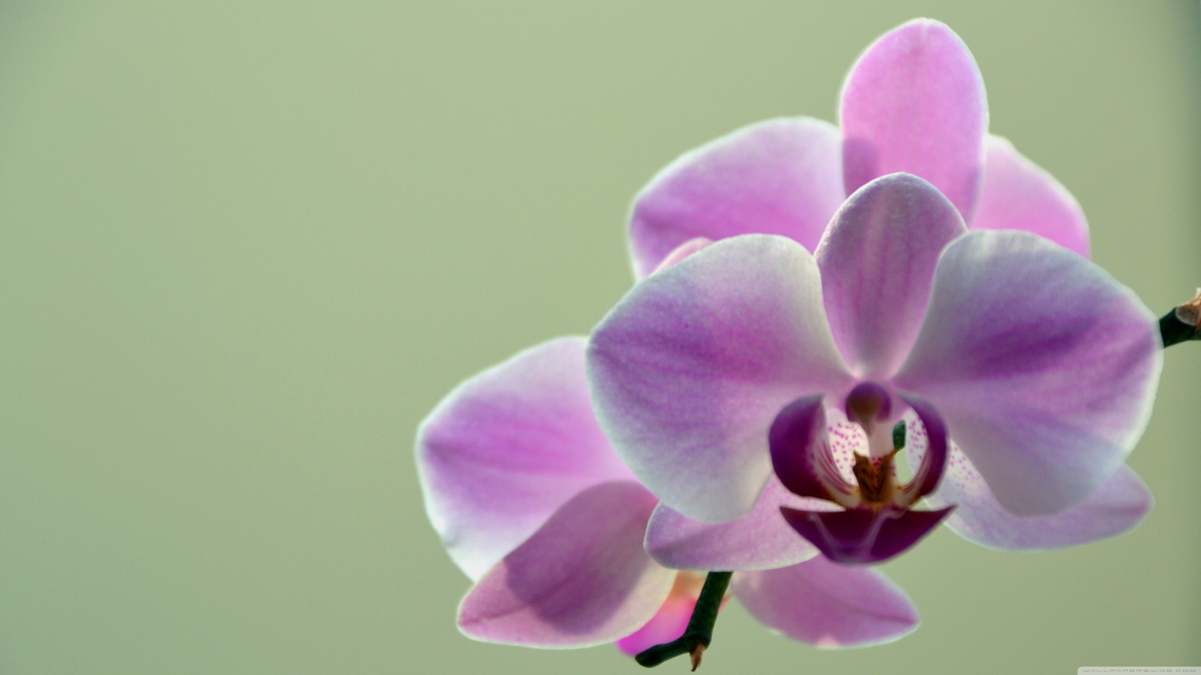 Orchids Flowers Plants 3840x2160