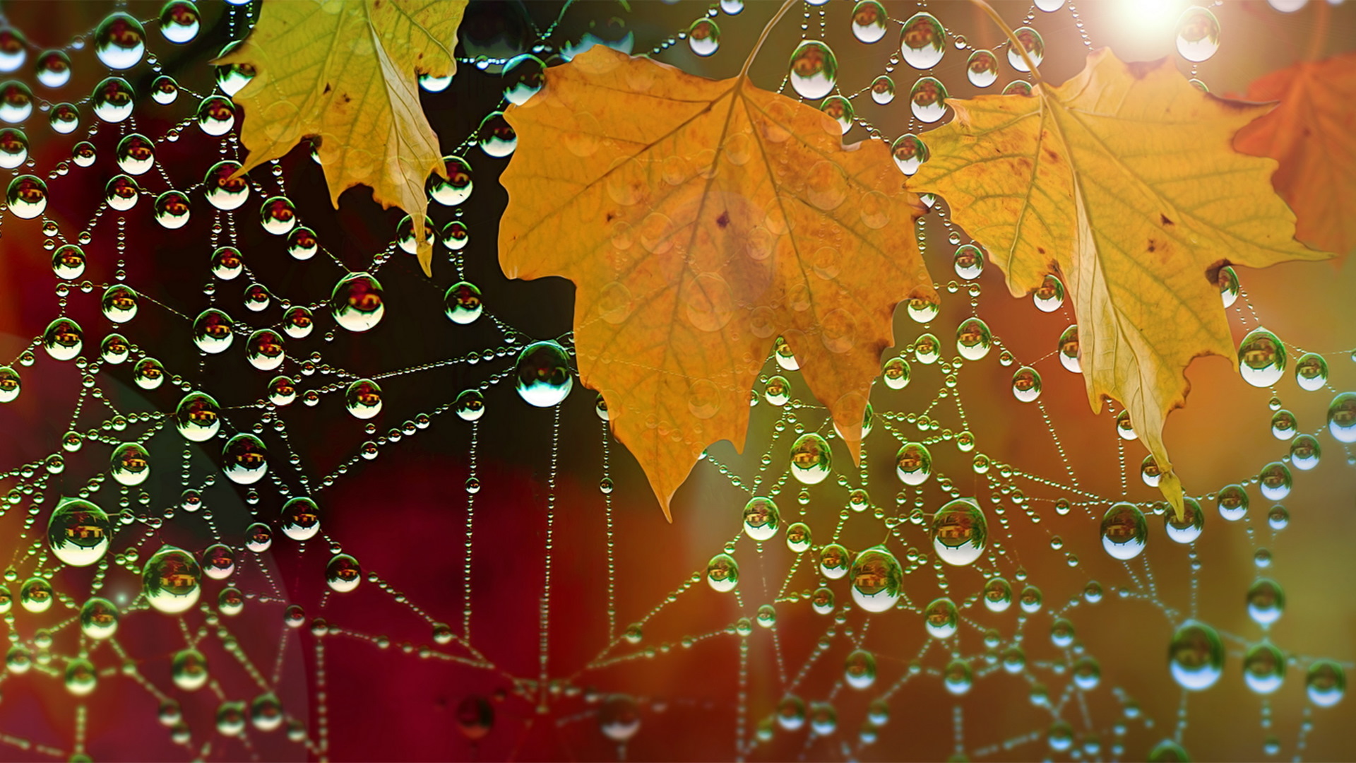 Water Drops Leaves Nature Macro Spiderwebs 1920x1080