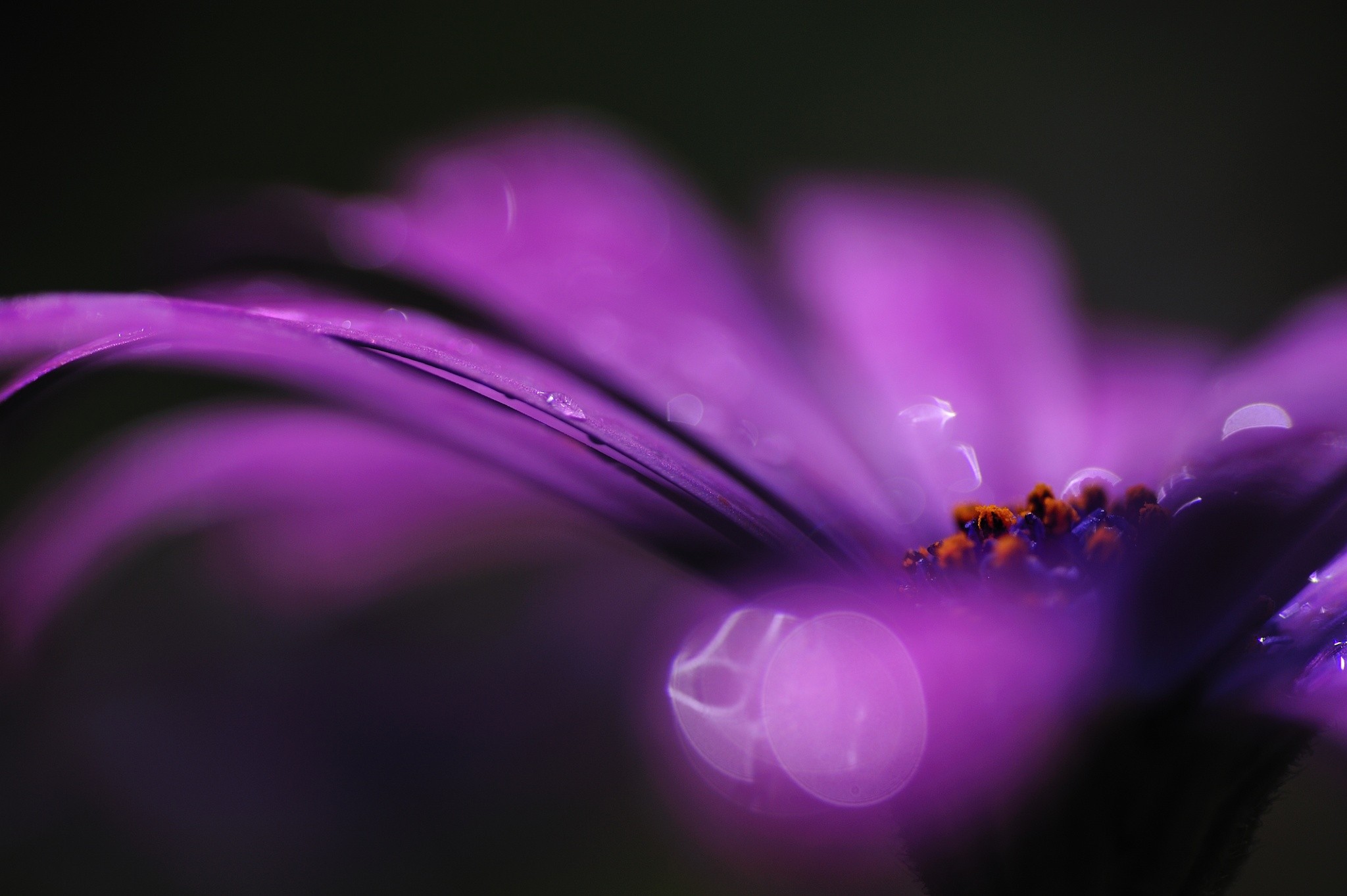 Purple Flowers Macro Daisies 2048x1363