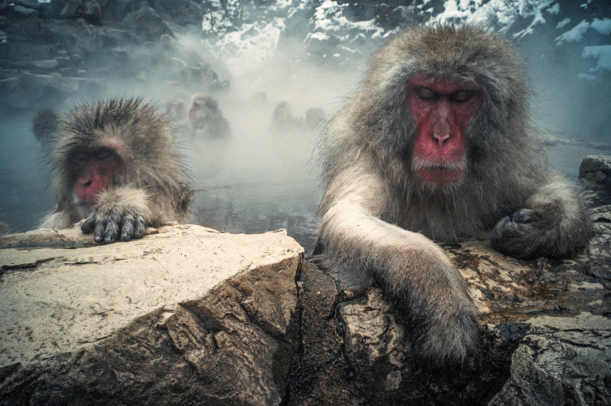Japanese Macaque Monkey 2048x1360