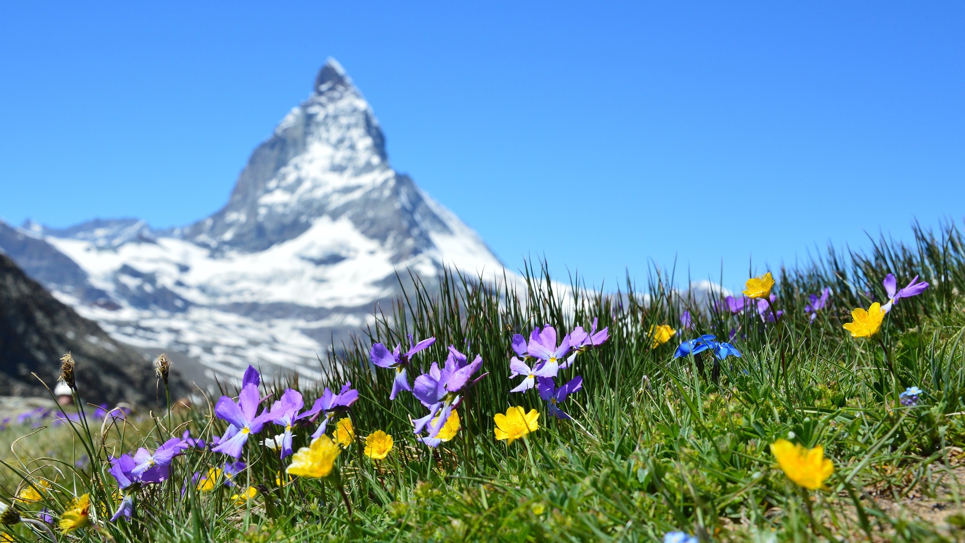 Nature Landscape Mountains Switzerland Matterhorn Depth Of Field Flowers Grass Snowy Peak Summer Cle 1920x1080
