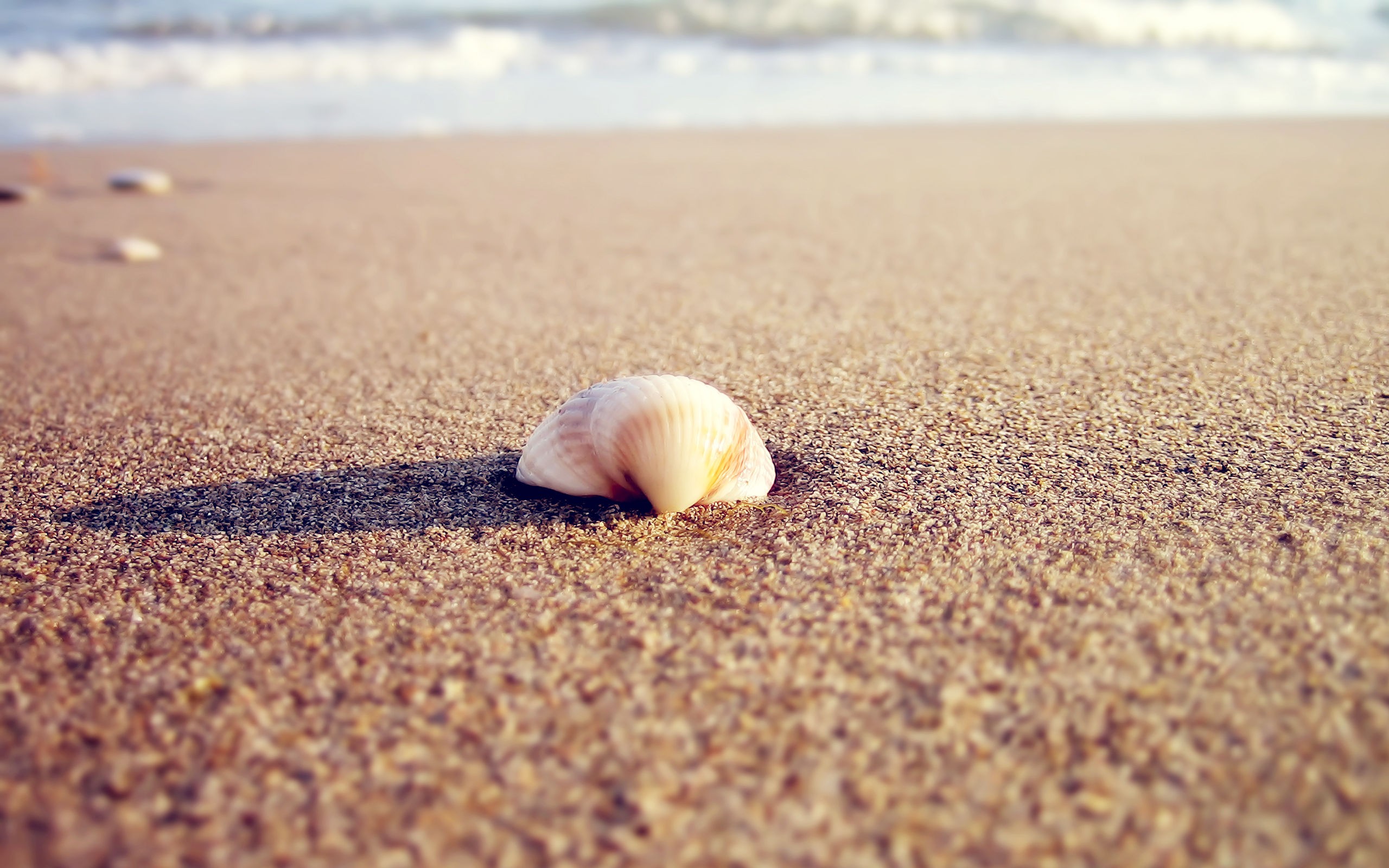 Seashell Sand Beach Nature 2560x1600