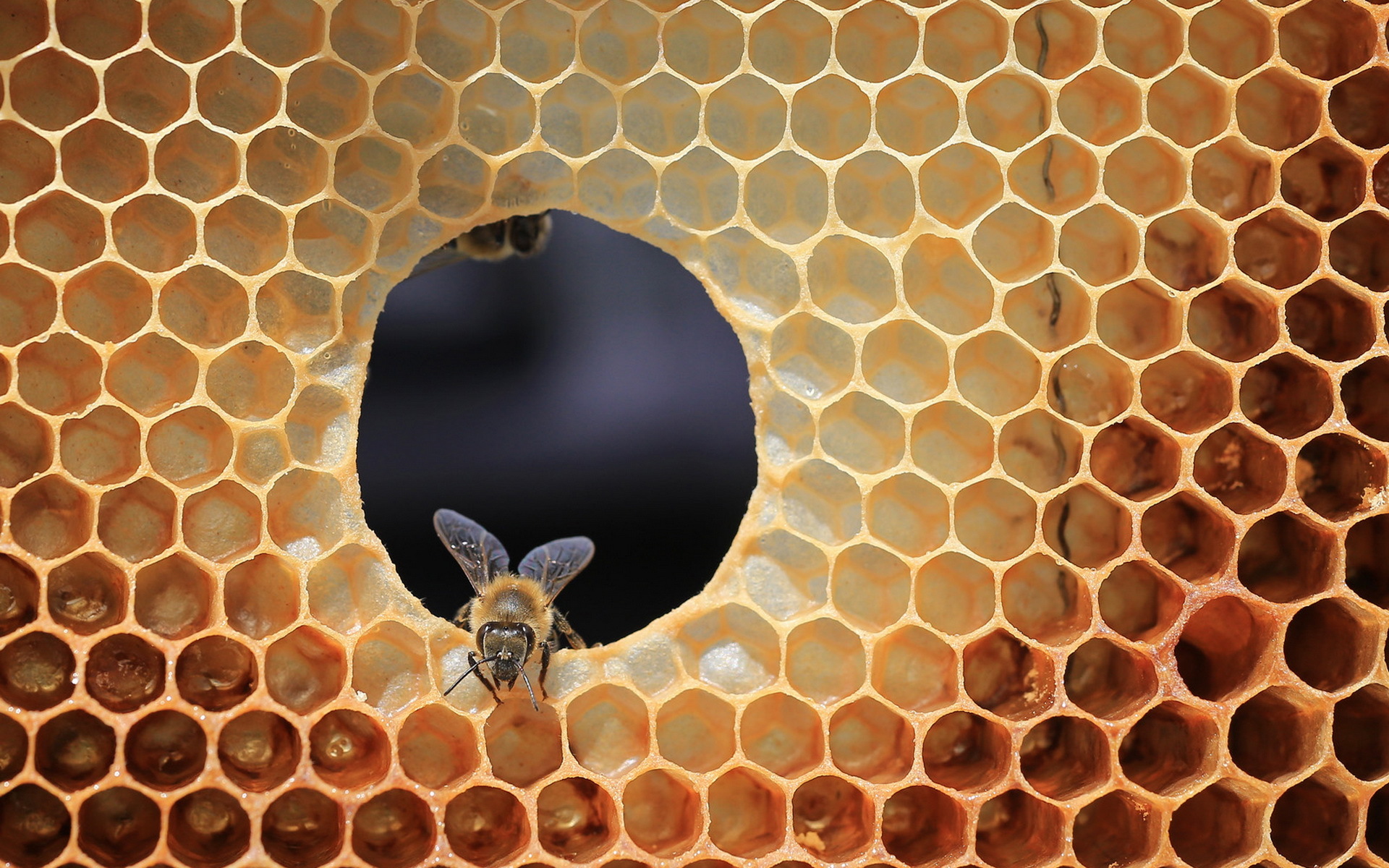 Bee Insect Honeycomb 1920x1200