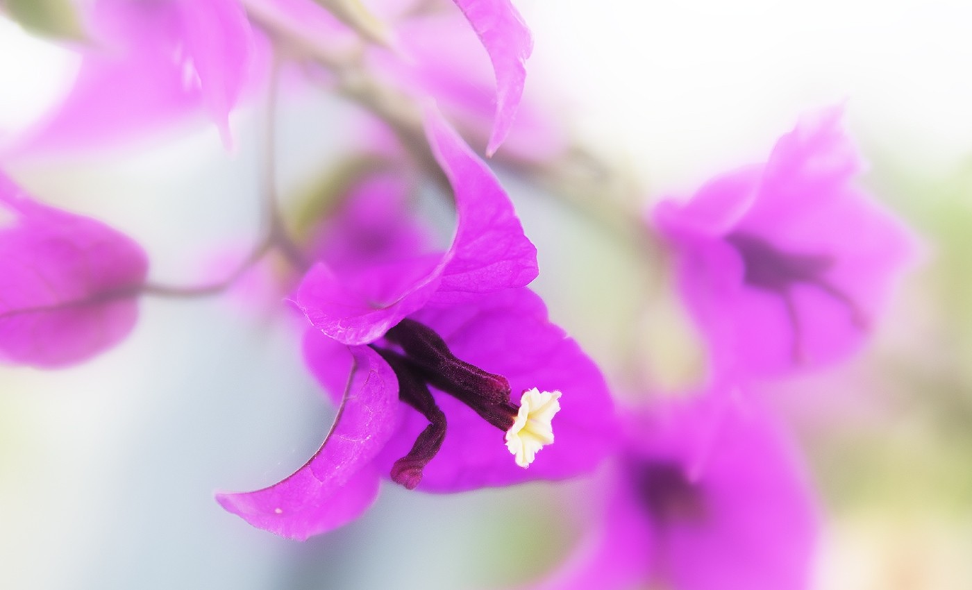 Bougainvillea Purple Flowers Flowers 1400x850