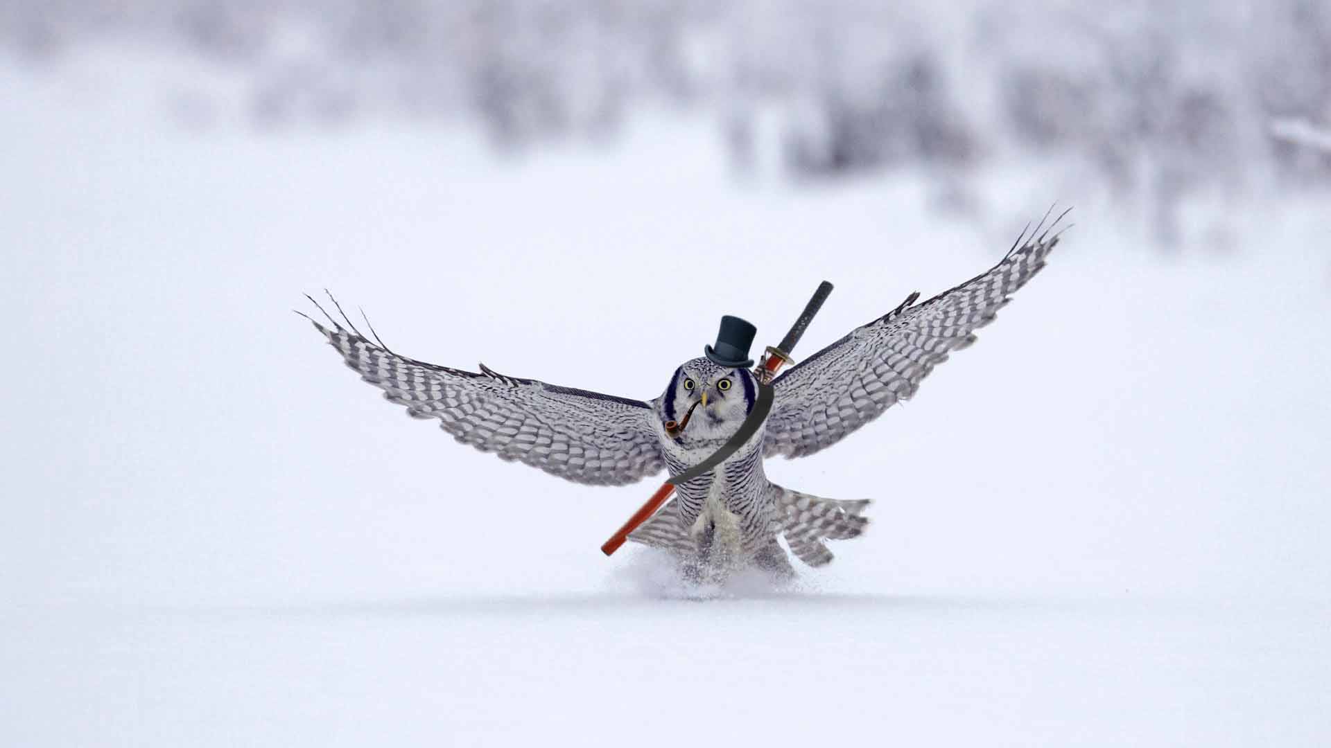 Animal Snowy Owl 1920x1080
