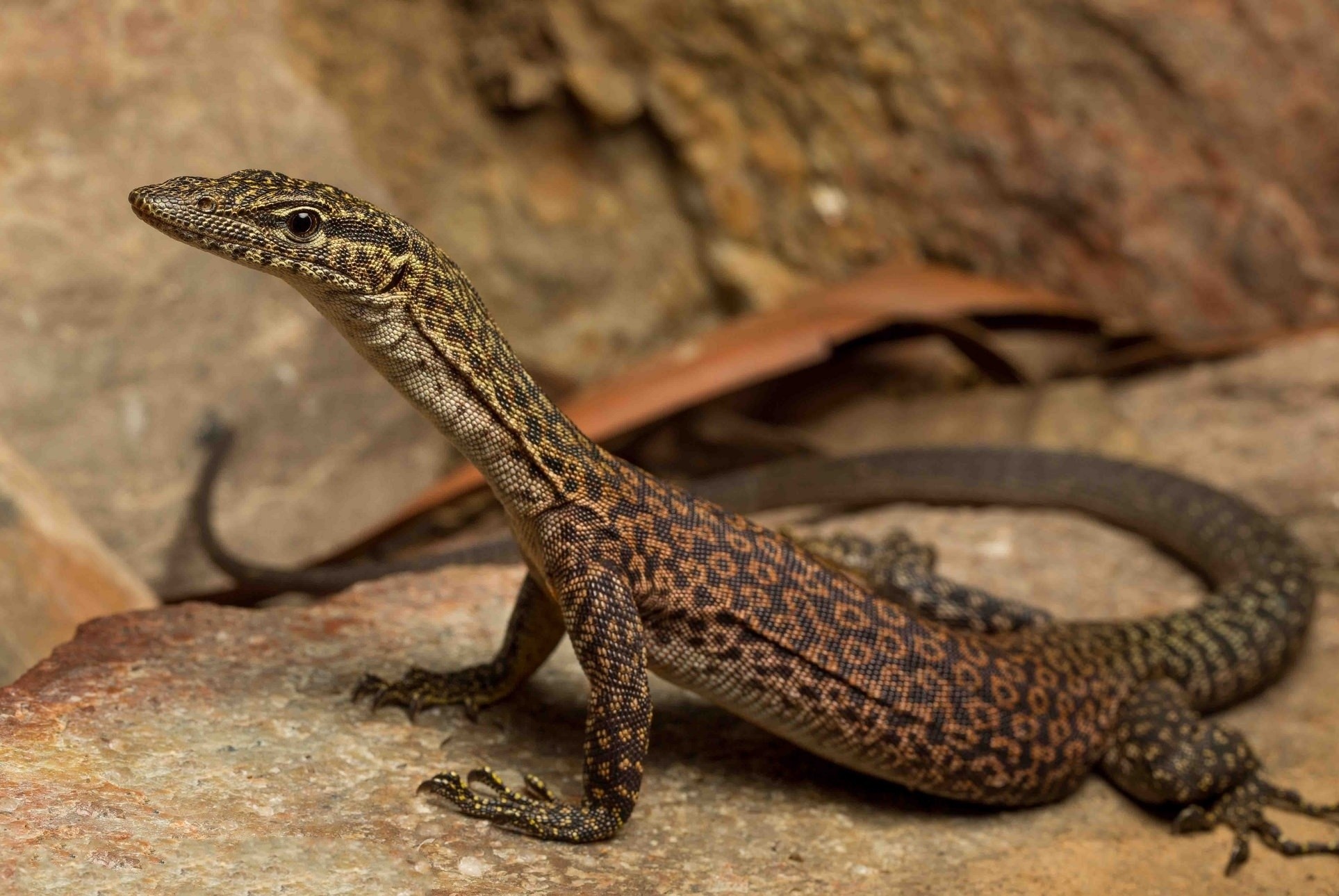 Animals Lizards Rocks Wildlife 1927x1290