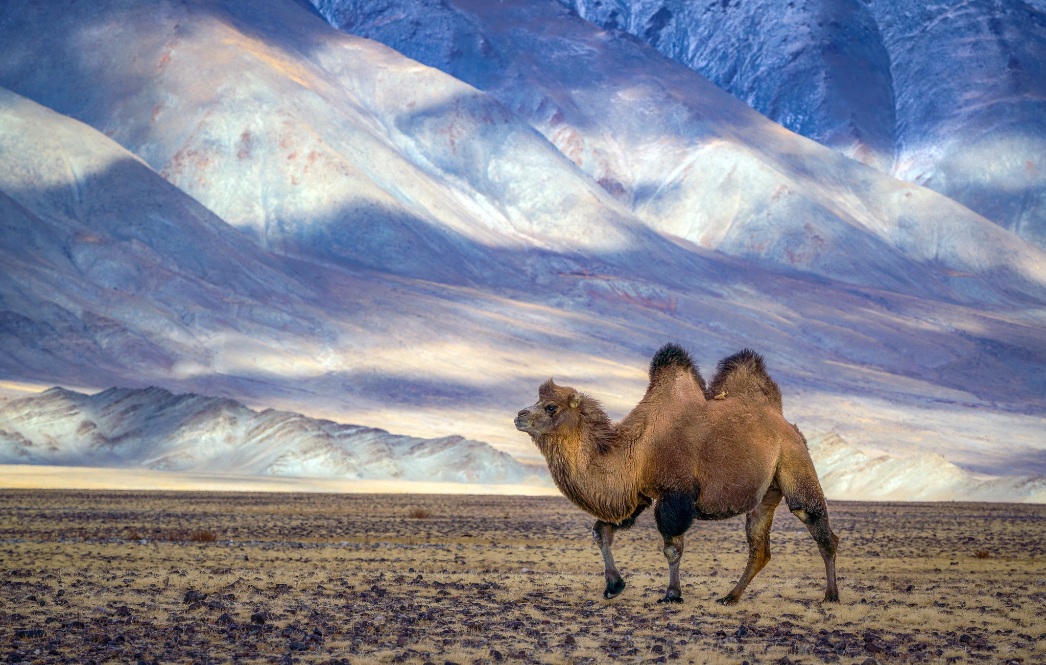 Camels Animals Mammals Nature 2048x1302