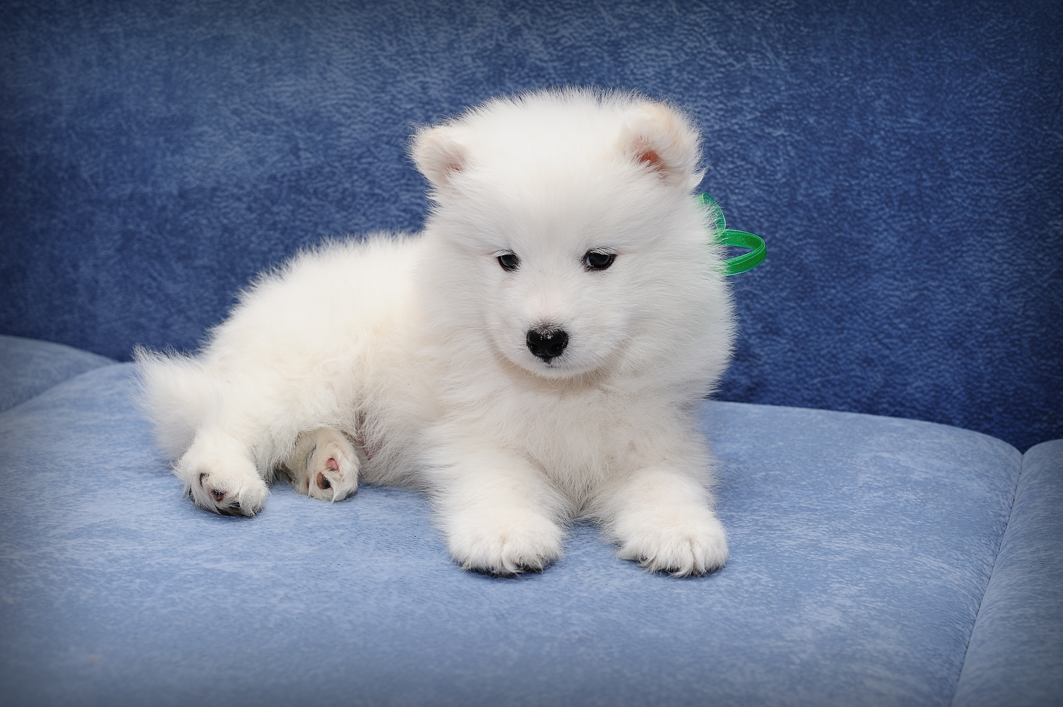 Samoyed Puppy Dog Baby Animal 4256x2832