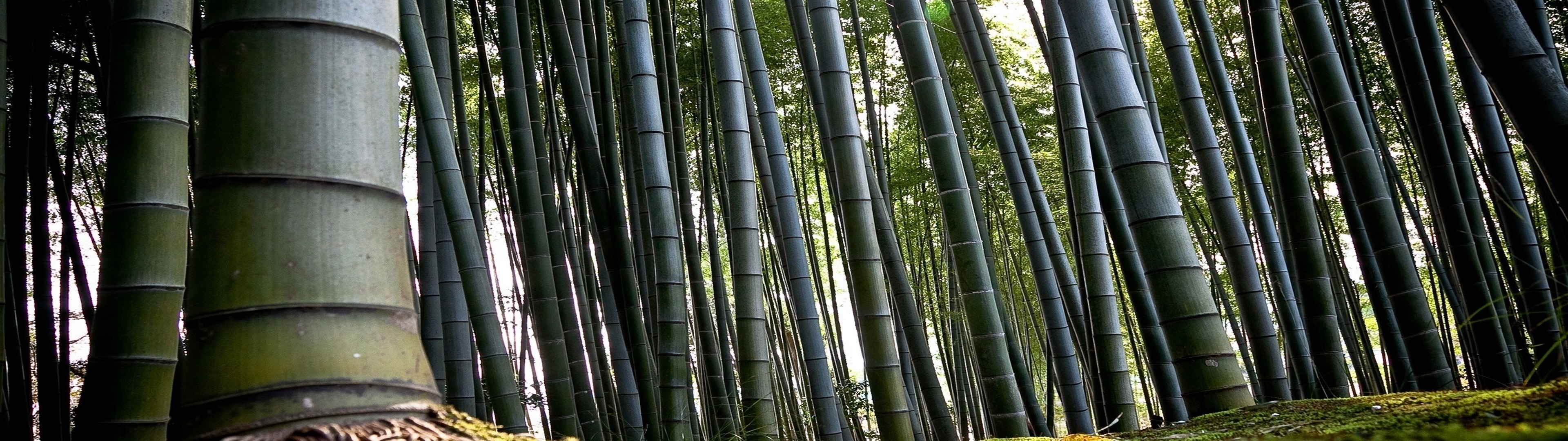 Nature Landscape Multiple Display Bamboo 3840x1080