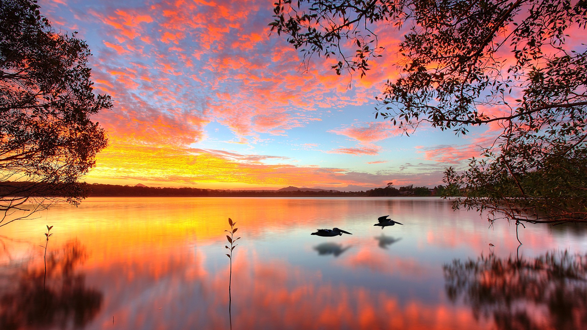 Pelicans Nature Lake 1920x1080