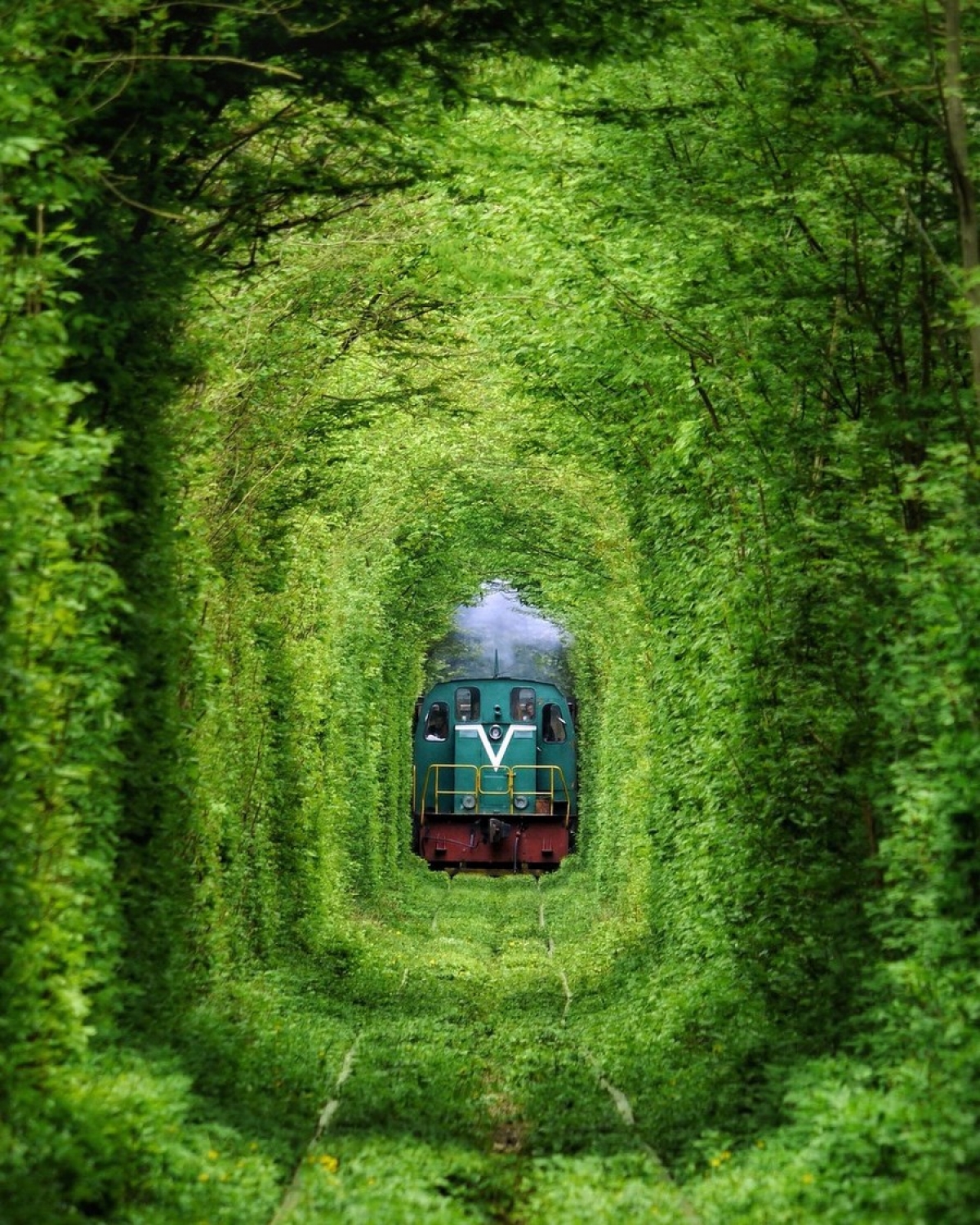 Portrait Display Plants Overgrown Leaves Tunnel Of Love Tunnel Railway Locomotive Diesel Locomotive  1200x1500