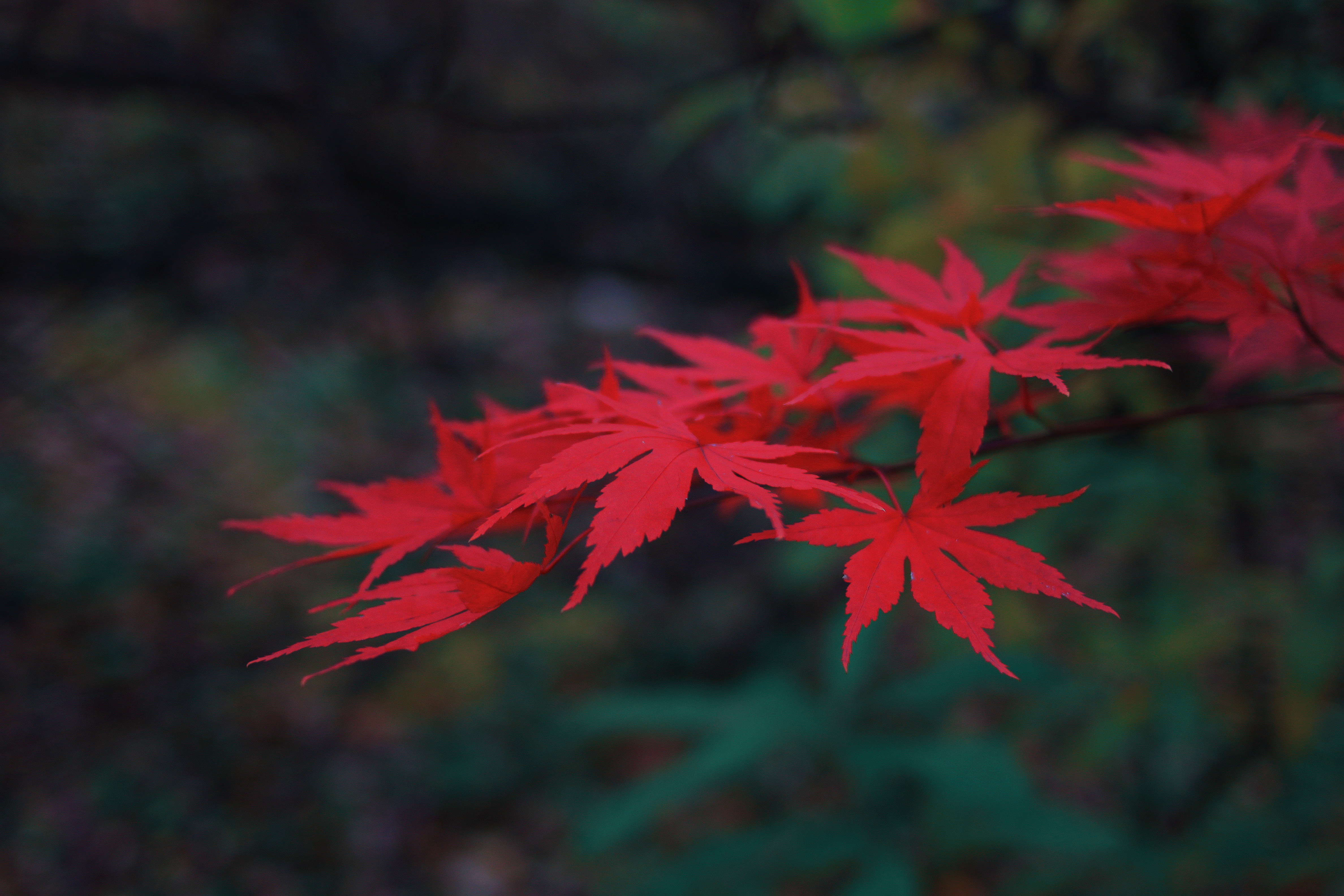 Forest Leaves Red Leaves 4752x3168