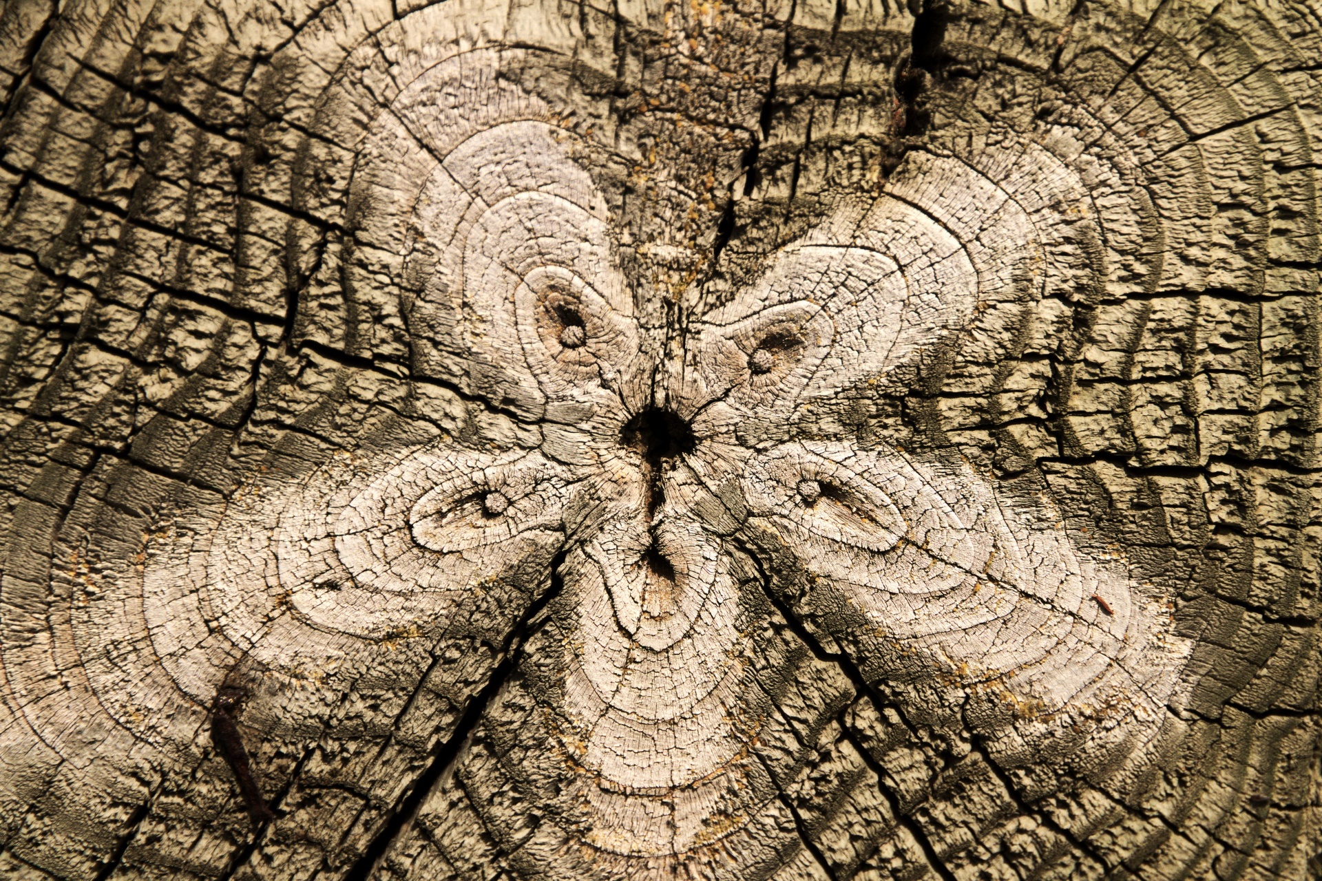 Macro Wood Texture Wood Texture 1920x1280