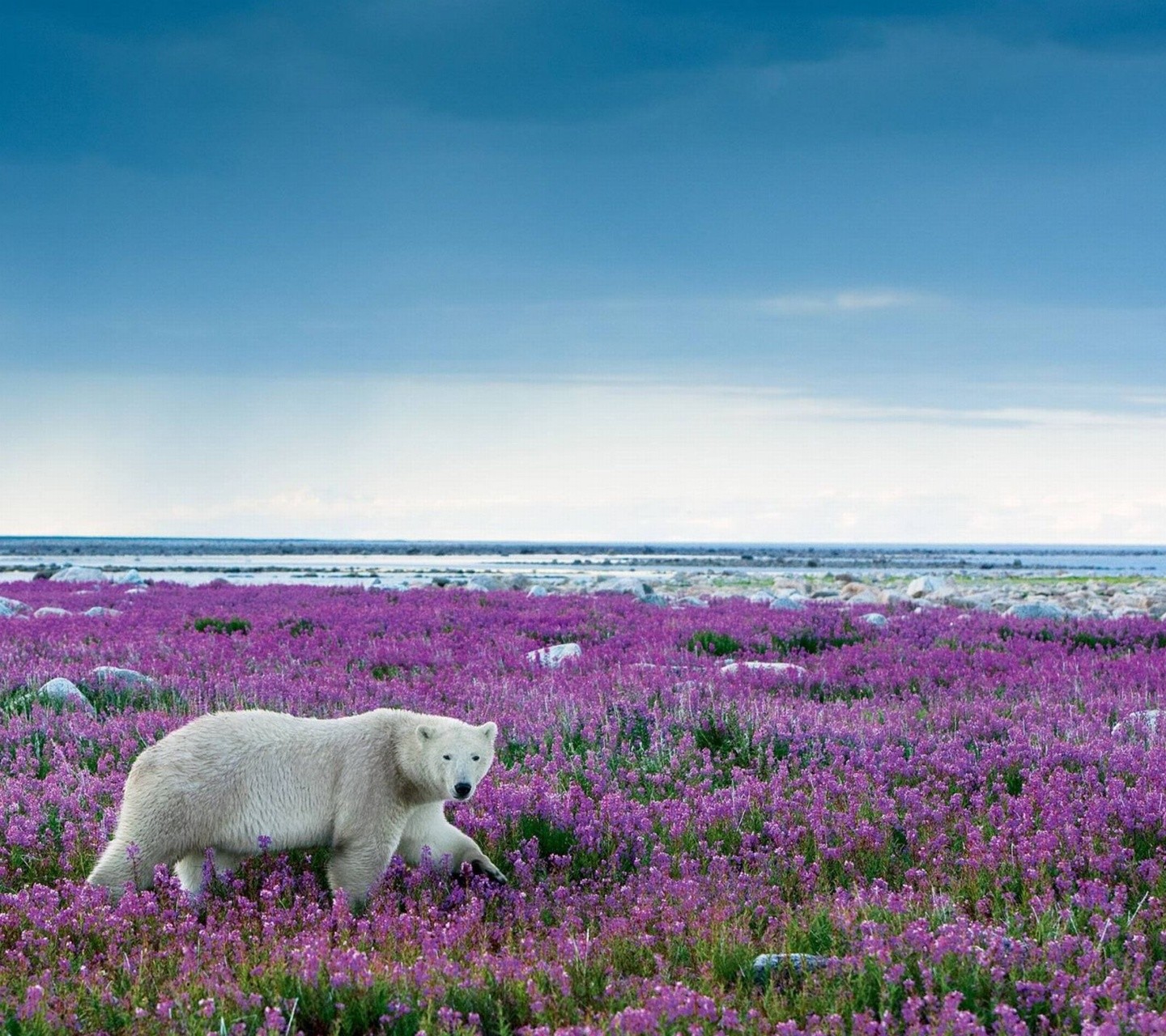 Polar Bears Mammals Landscape Wildlife Flowers 1440x1280