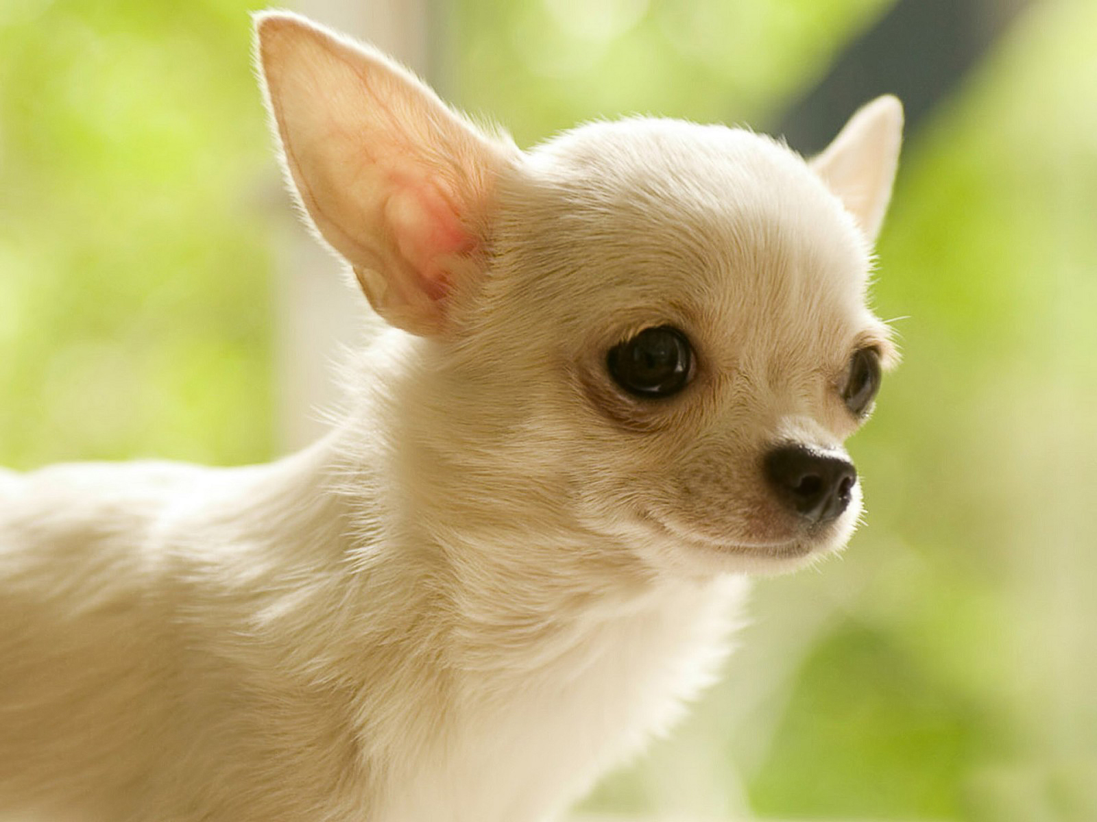 Animal Chihuahua 1600x1200