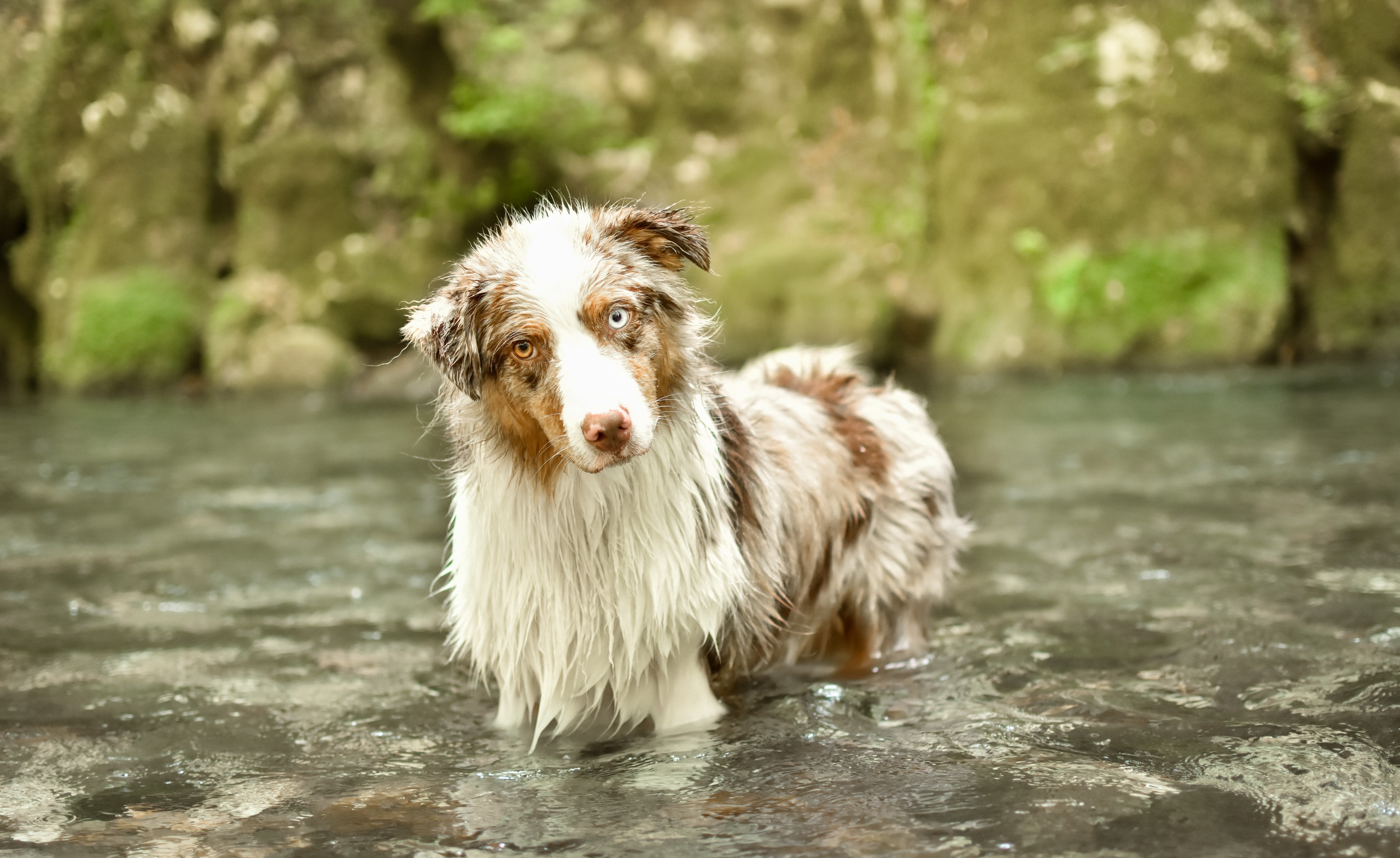 Nature Dog Water Animals 2560x1570