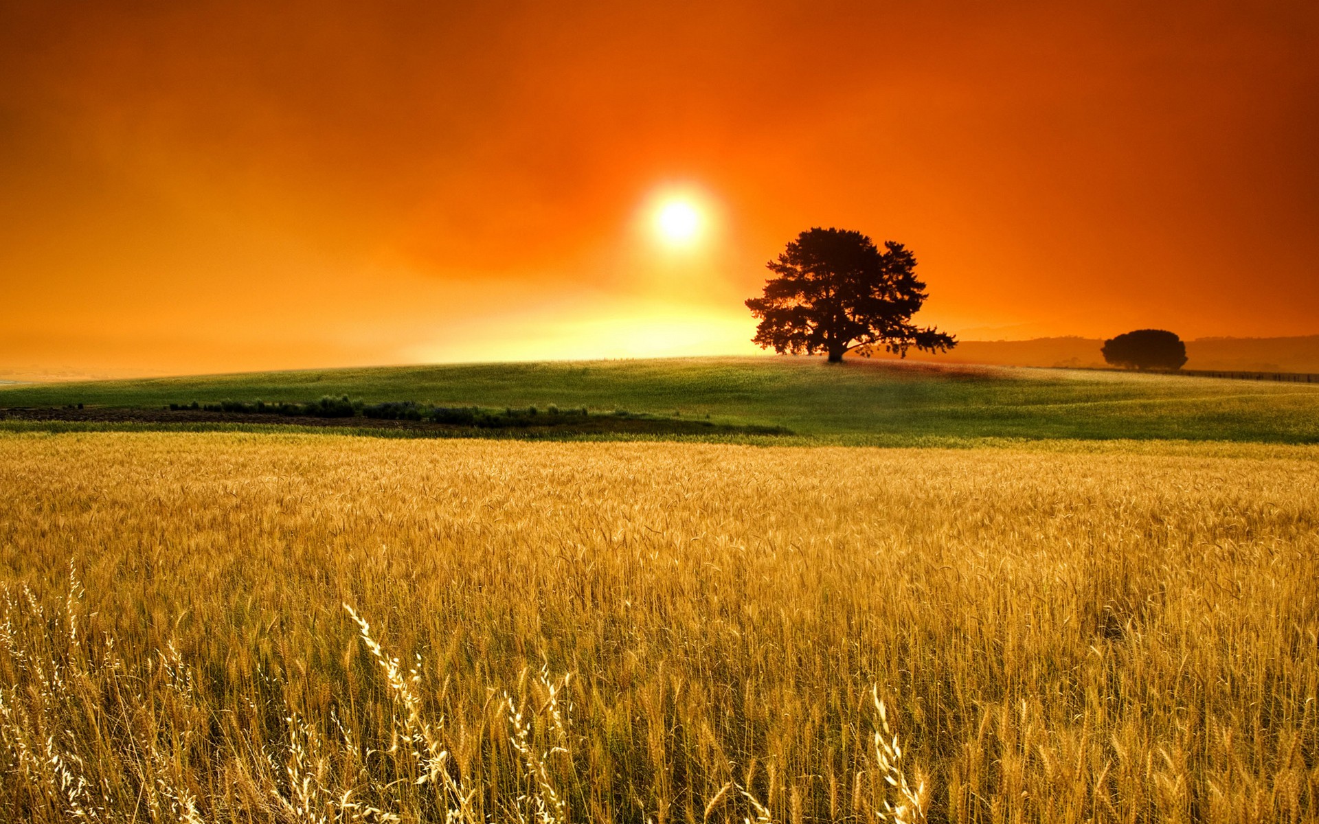 Landscape Wheat Field Grain Trees Color Correction 1920x1200