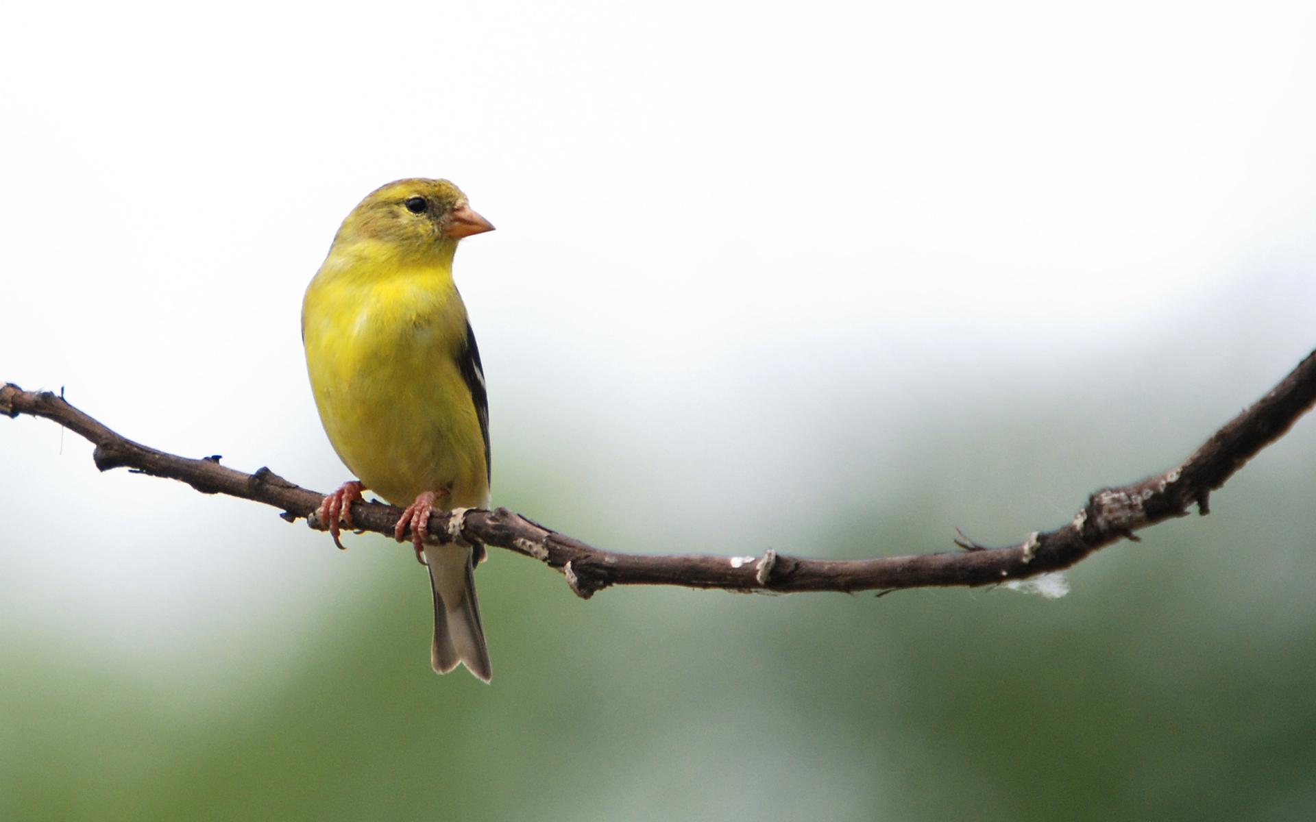 Animal Goldfinch 1920x1200