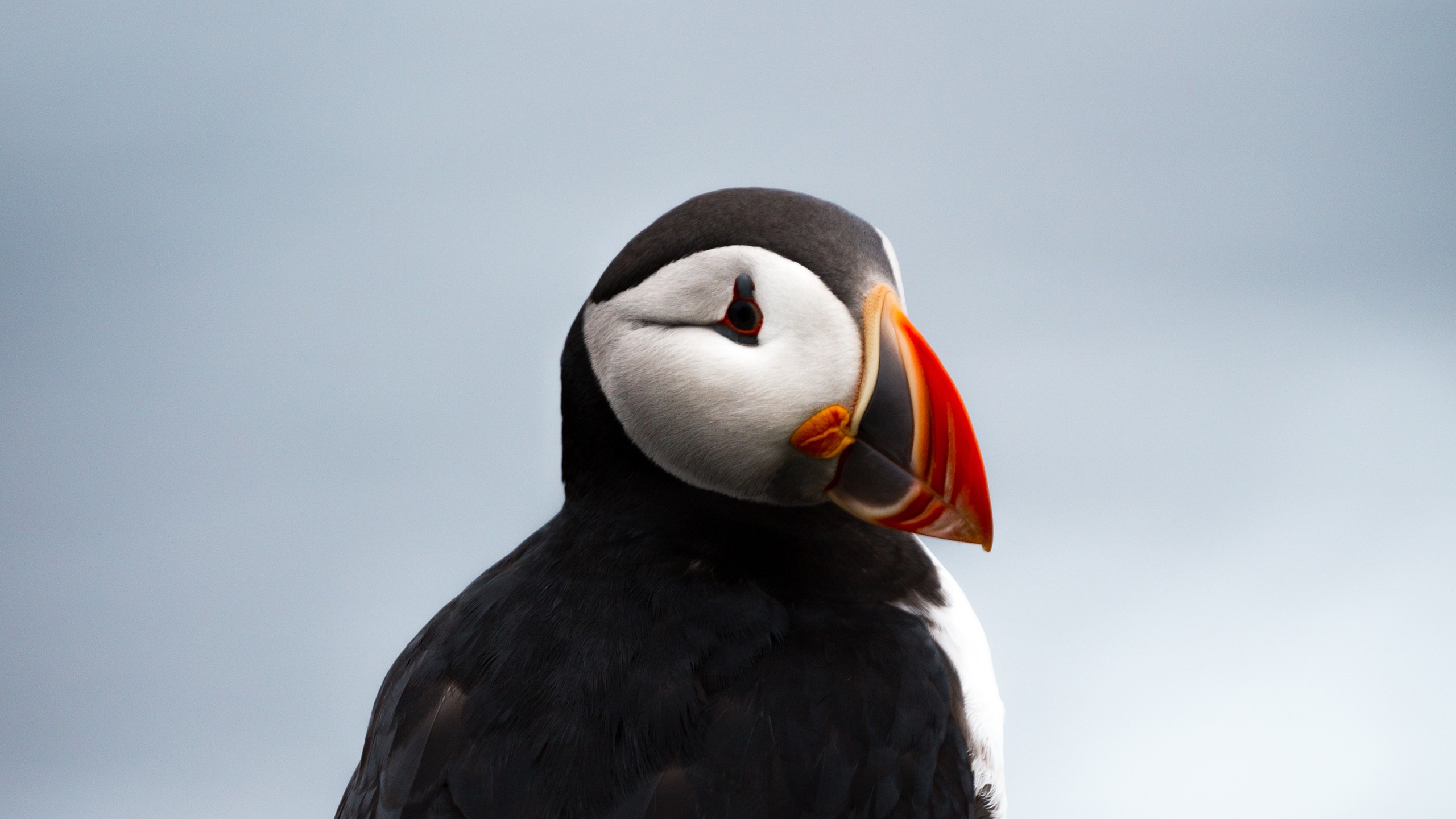 Puffins Birds Beak 2560x1440