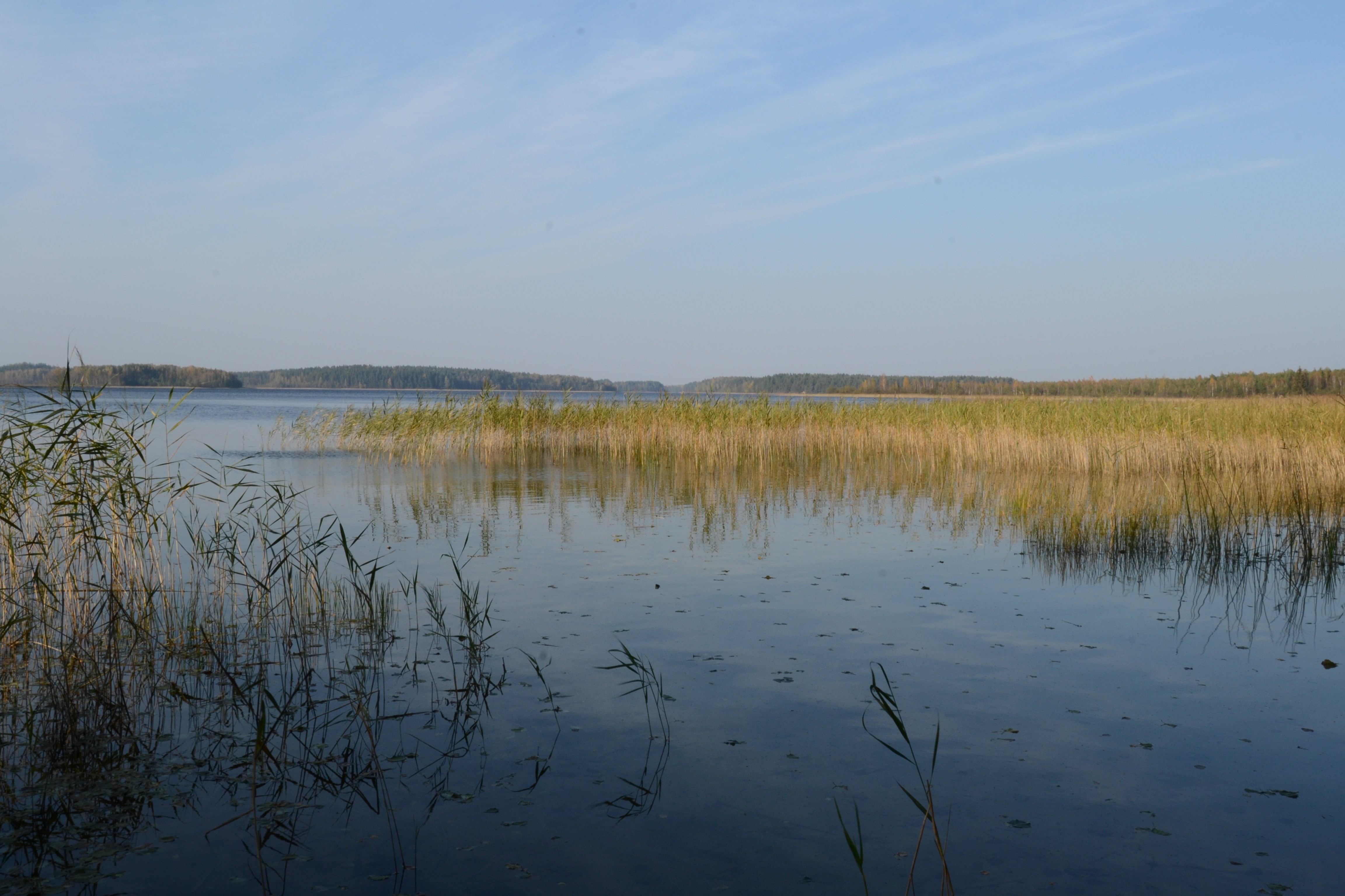 Lake Reeds 4608x3072