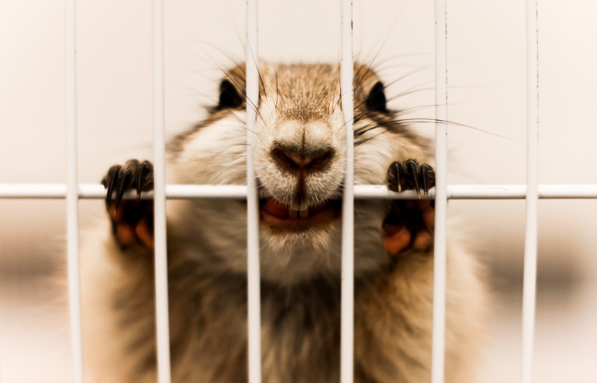 Animals Cages Biting Face Pet 2048x1313