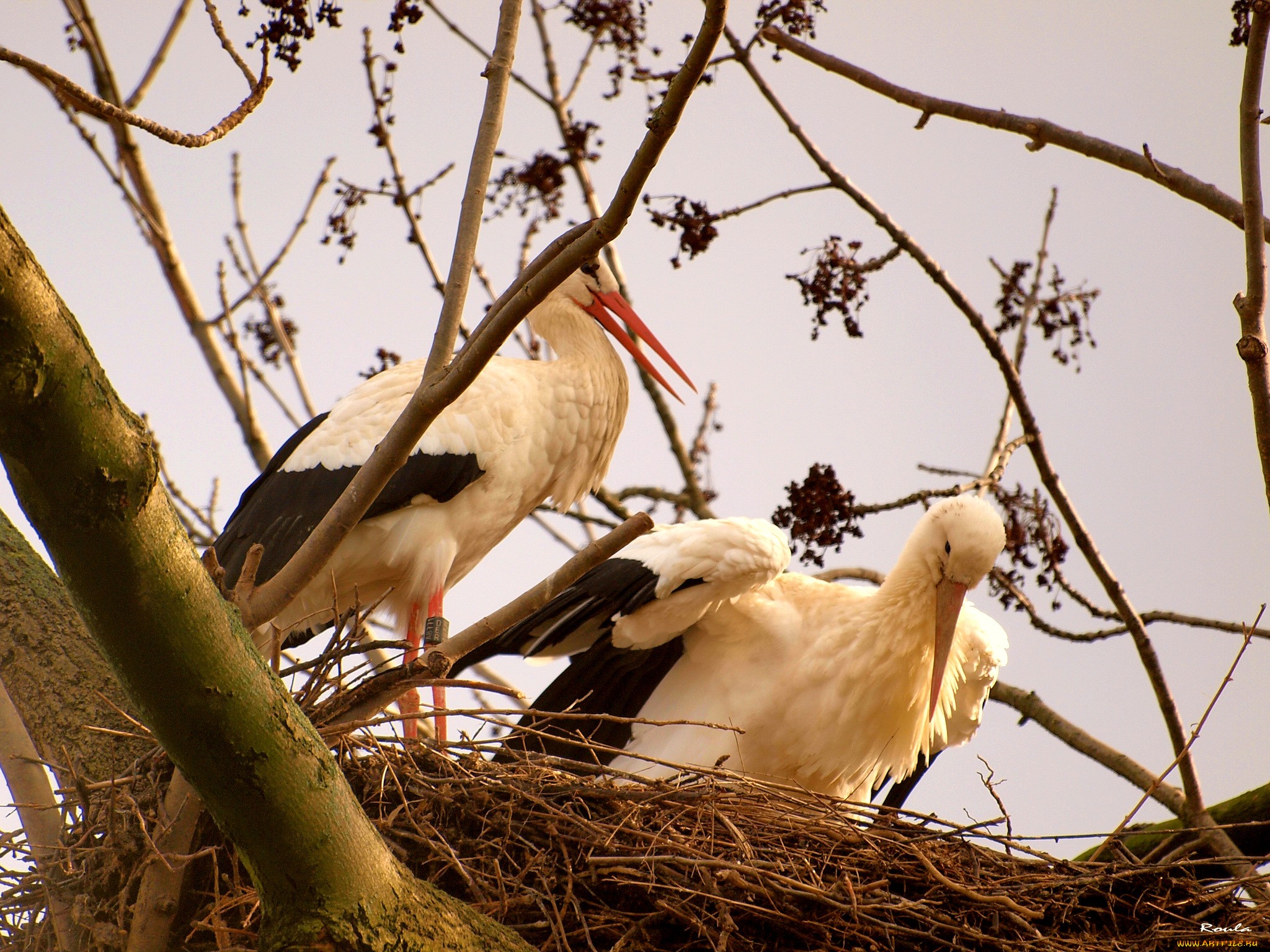 Animal White Stork 2048x1536