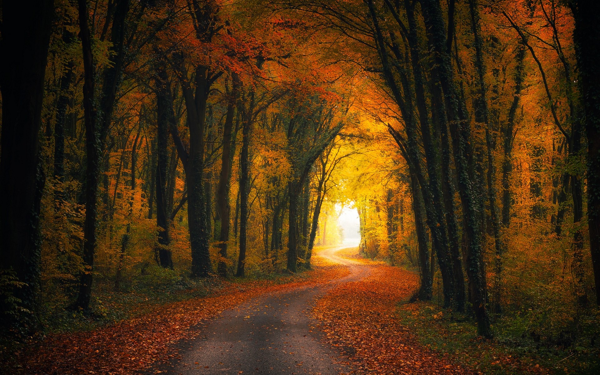 Nature Landscape Fall Road Forest Leaves Shrubs Sunlight Trees Tunnel Dirtroad Orange Yellow Fallen  1920x1200