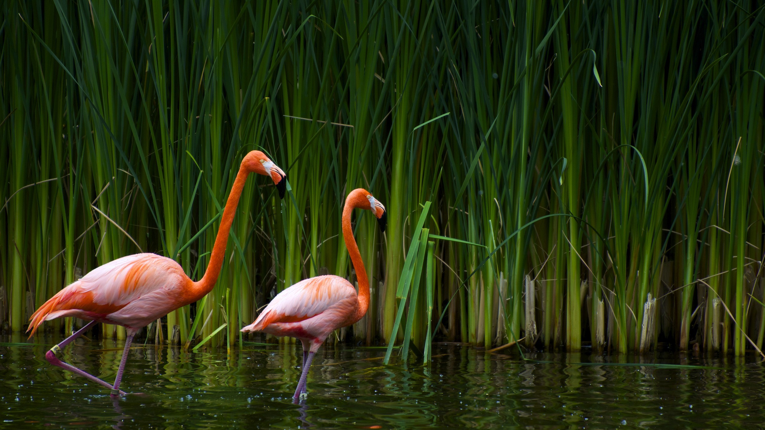 Flamingos Water Plants Birds Animals 2560x1440