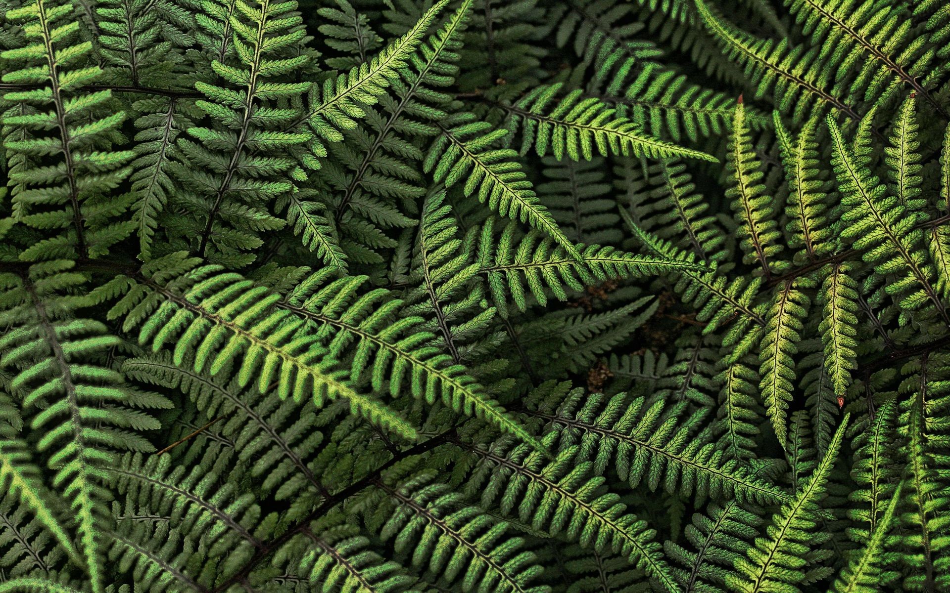 Nature Ferns Leaves Plants 1920x1200