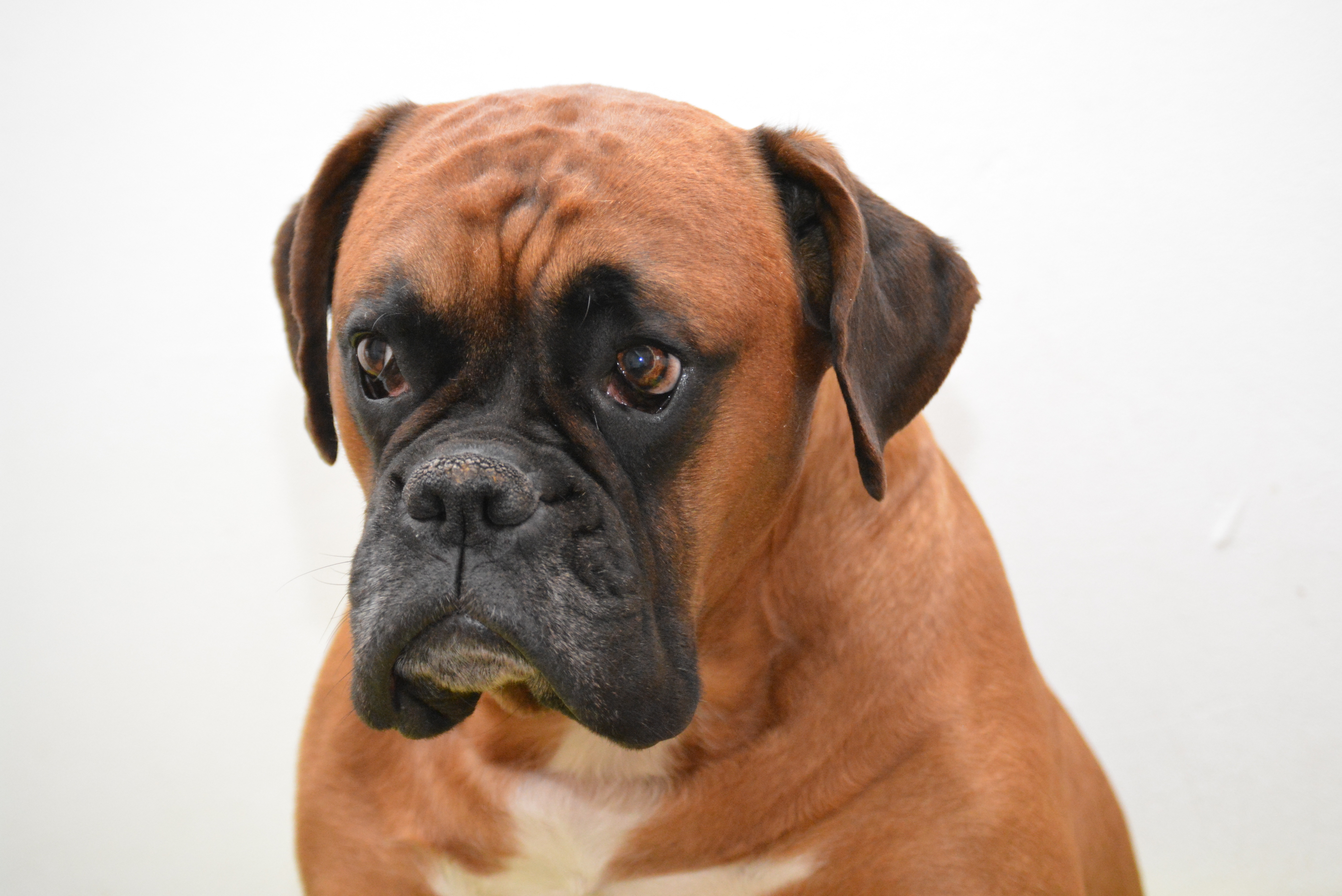 Boxer Dog Dog Portrait Animal 5537x3698