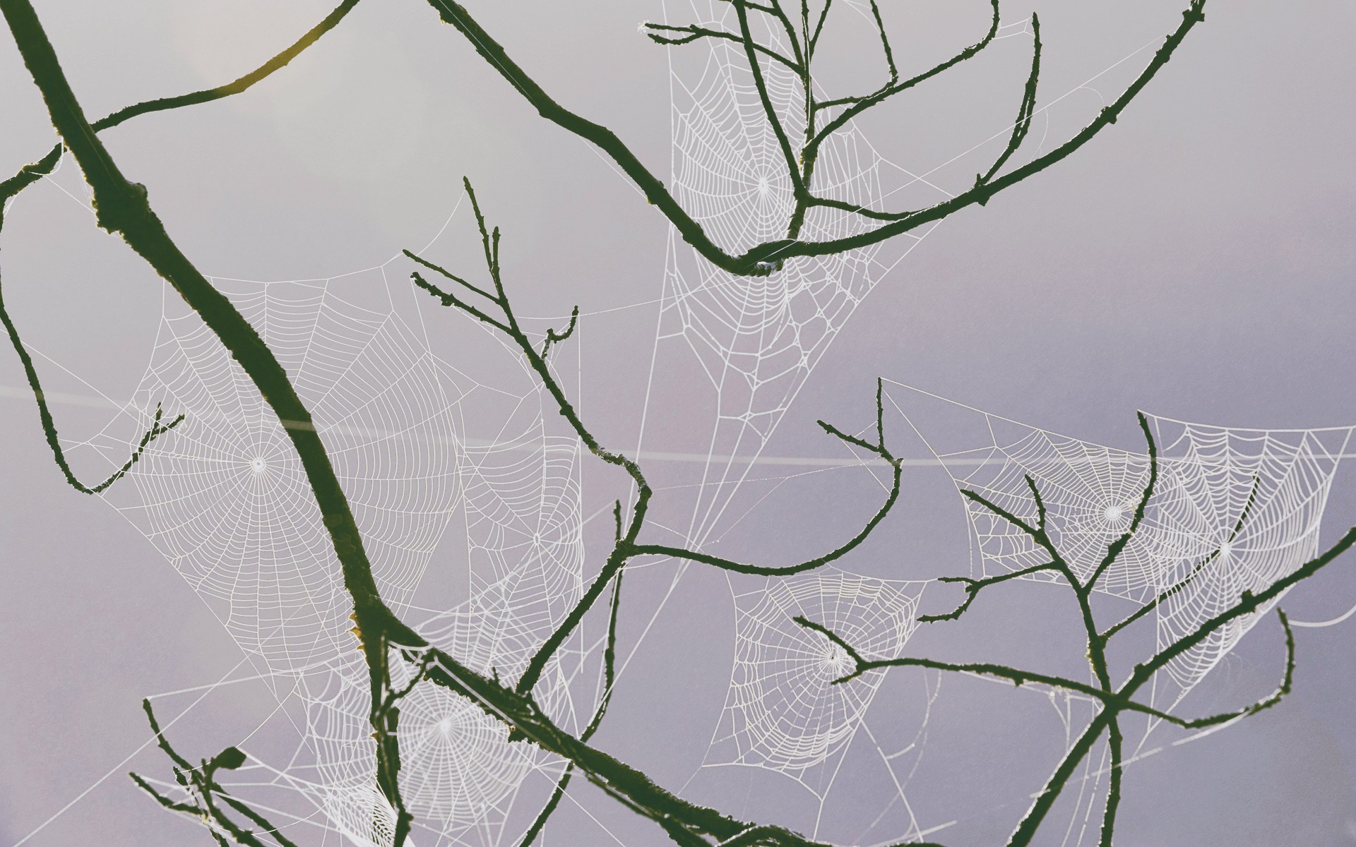 Branch Plants Spiderwebs 1920x1200