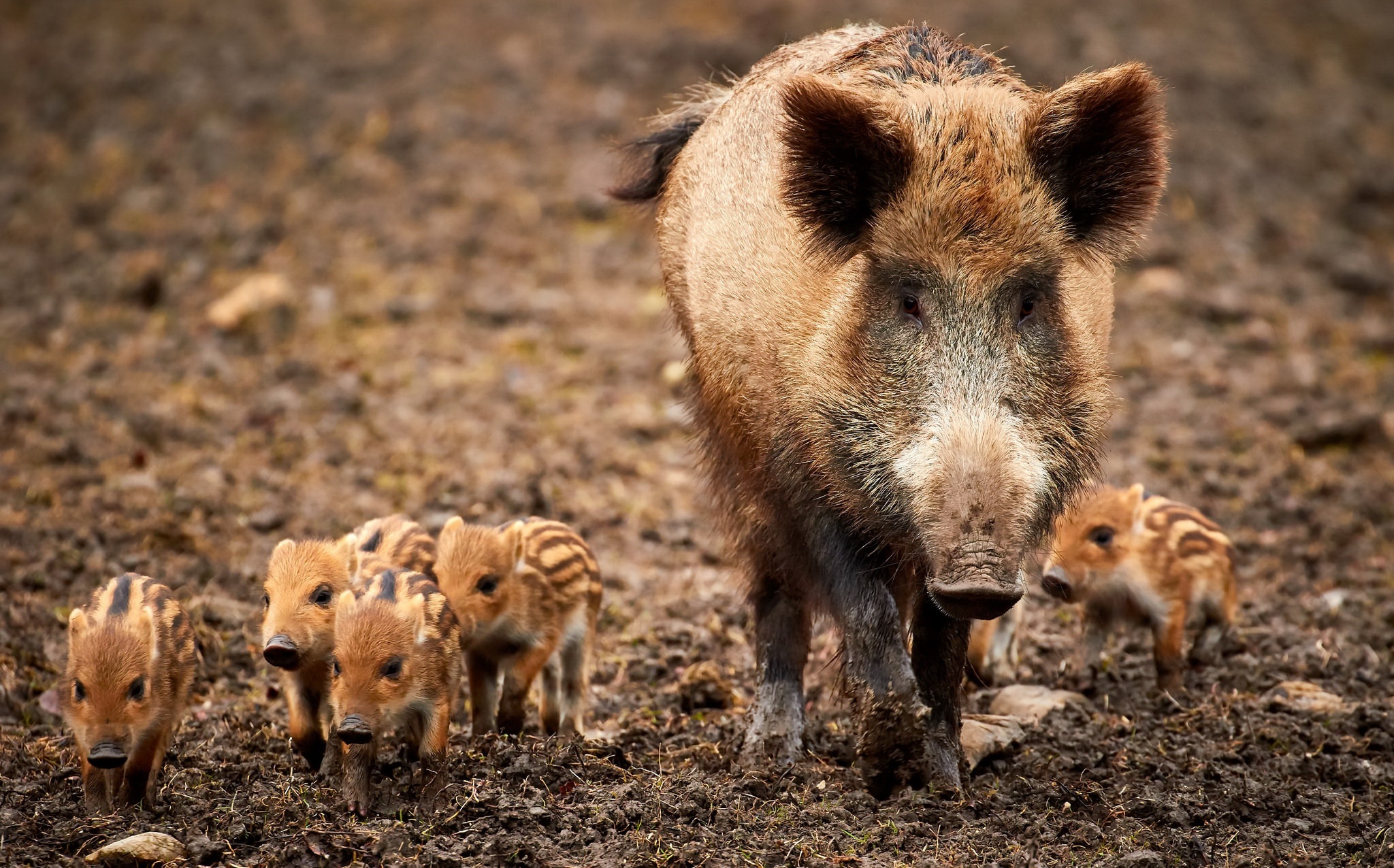 Animals Mammals Pigs Baby Animals Dirt 2048x1276