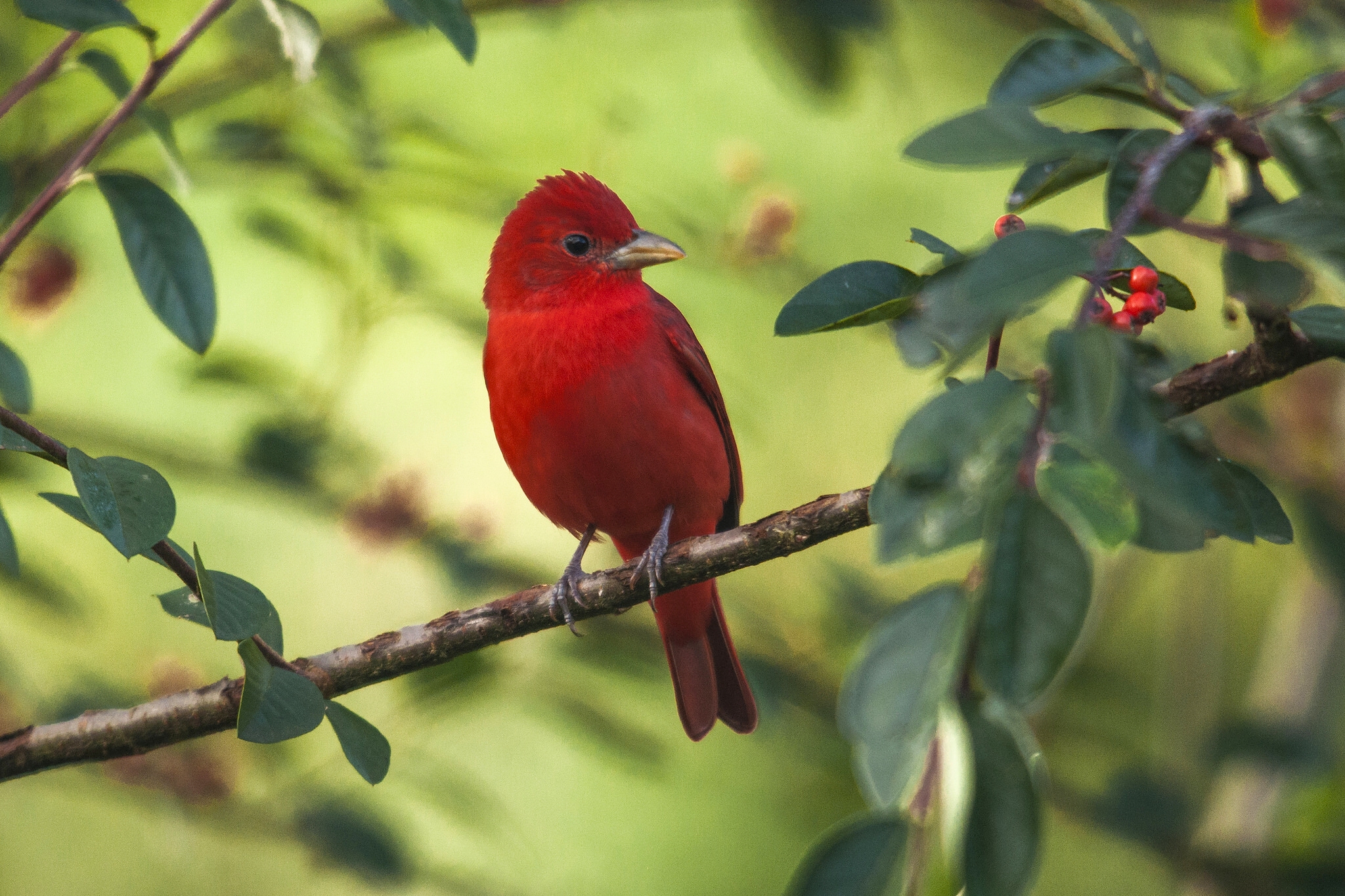 Animal Bird Summer Tanager Tree 2048x1365