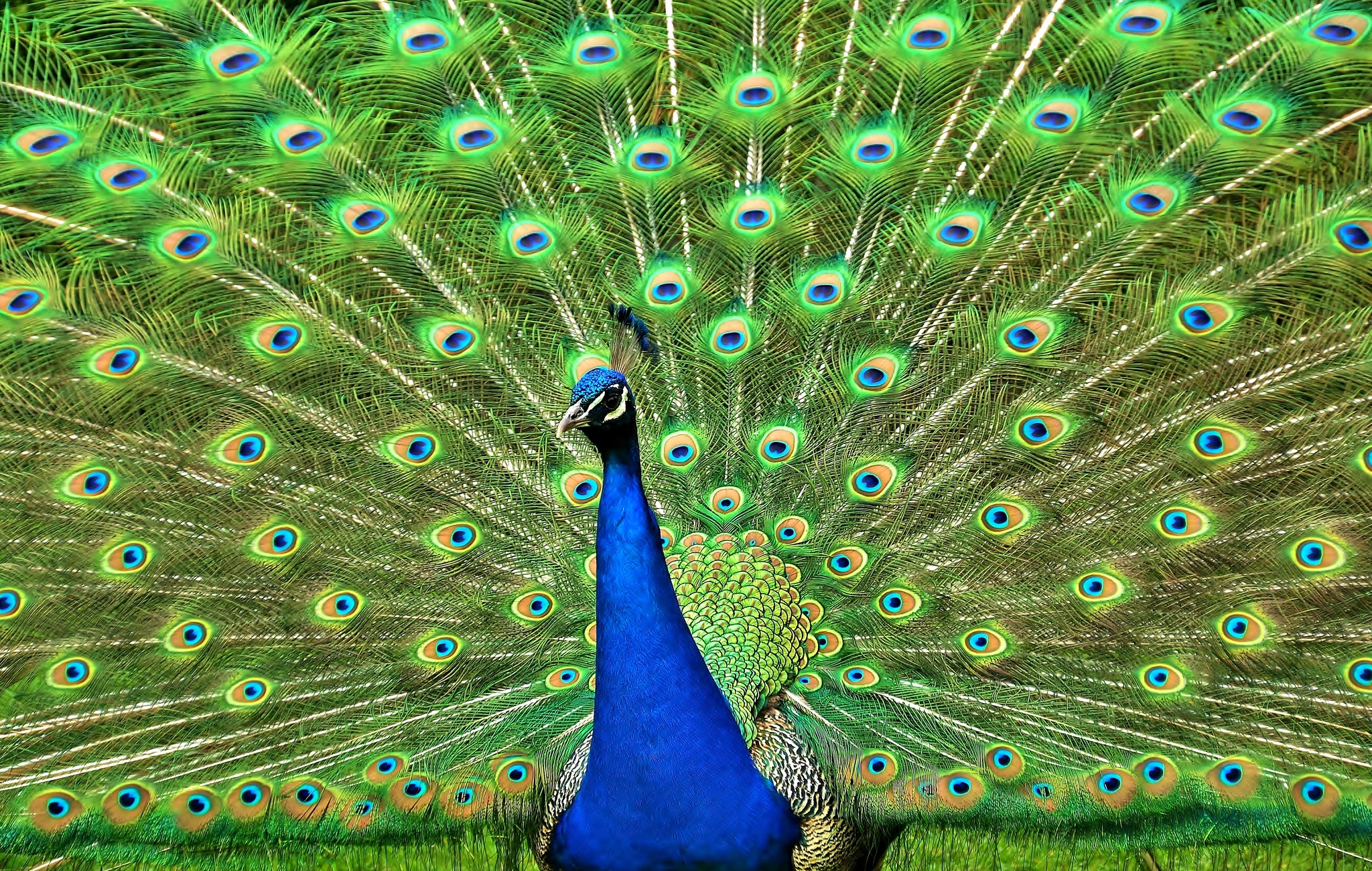 Animal Peacock 2048x1301